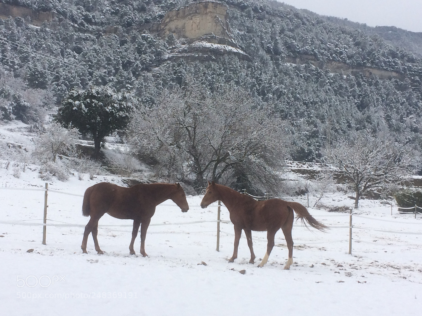 Apple iPhone 5s sample photo. Cavalls a la neu... photography