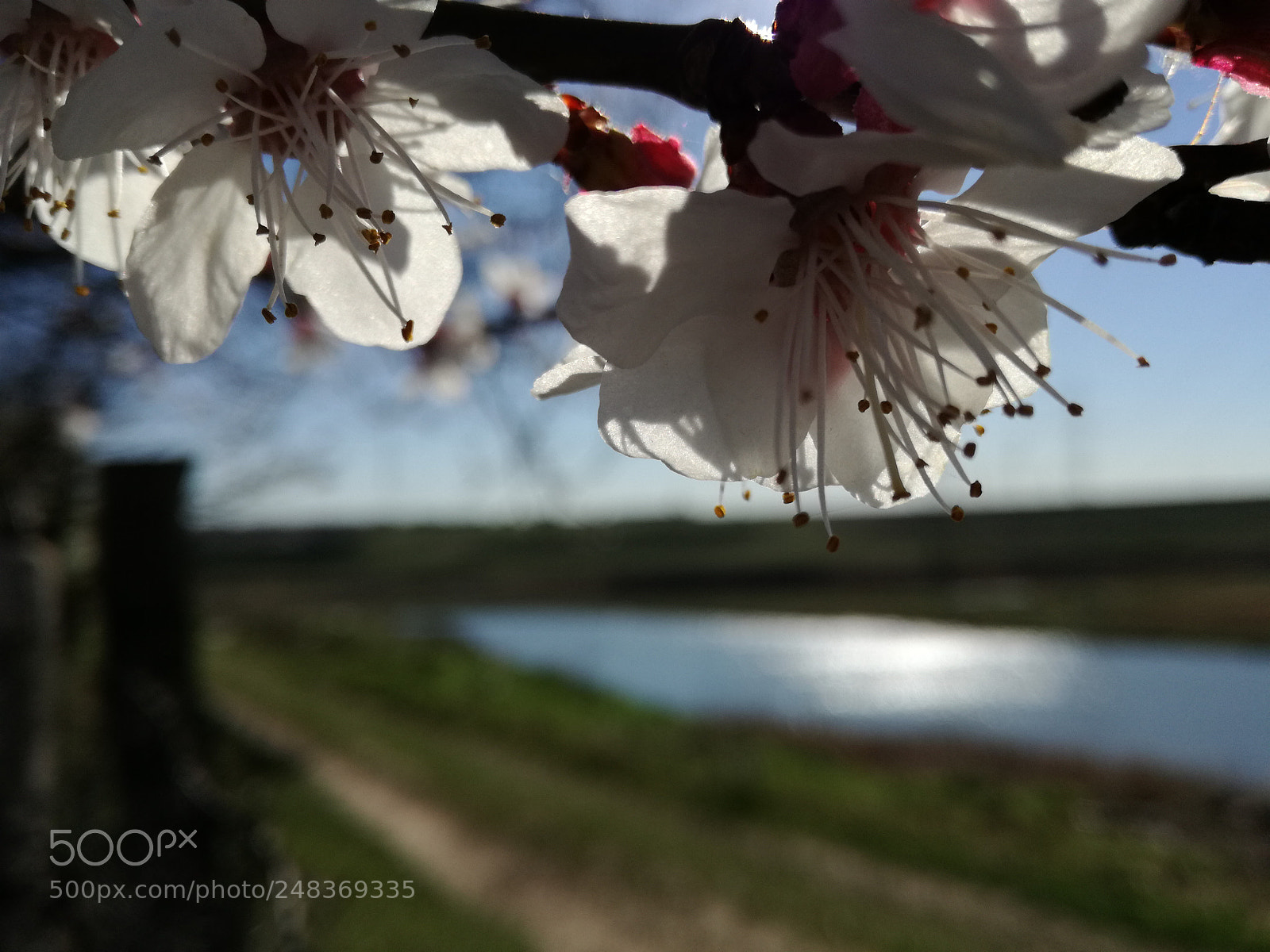 HUAWEI P9 LITE sample photo. 24# photography