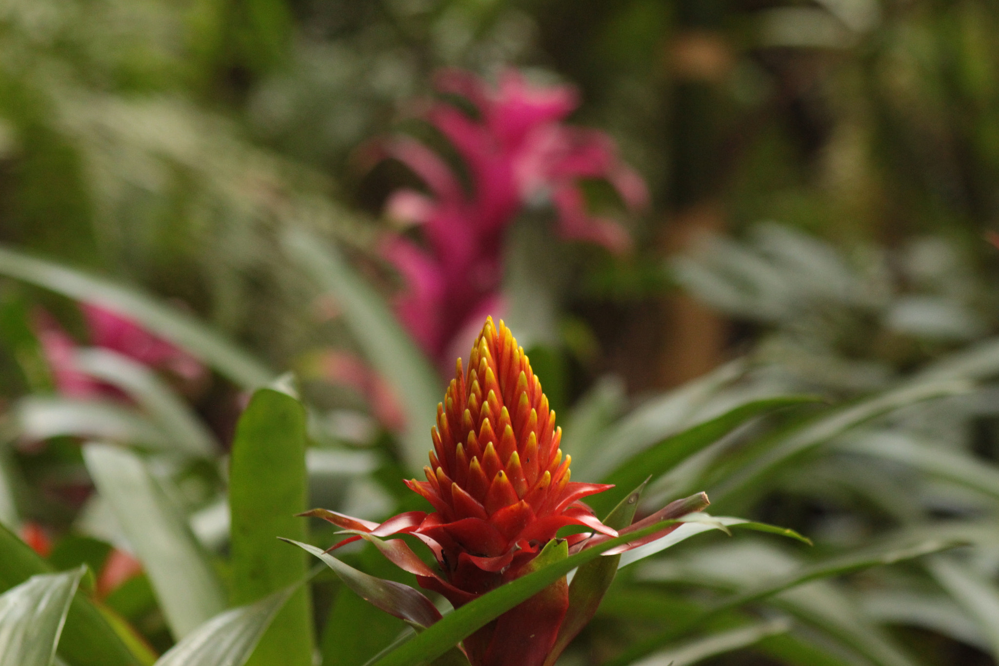 Canon EF 75-300mm f/4-5.6 sample photo. Fdo photography