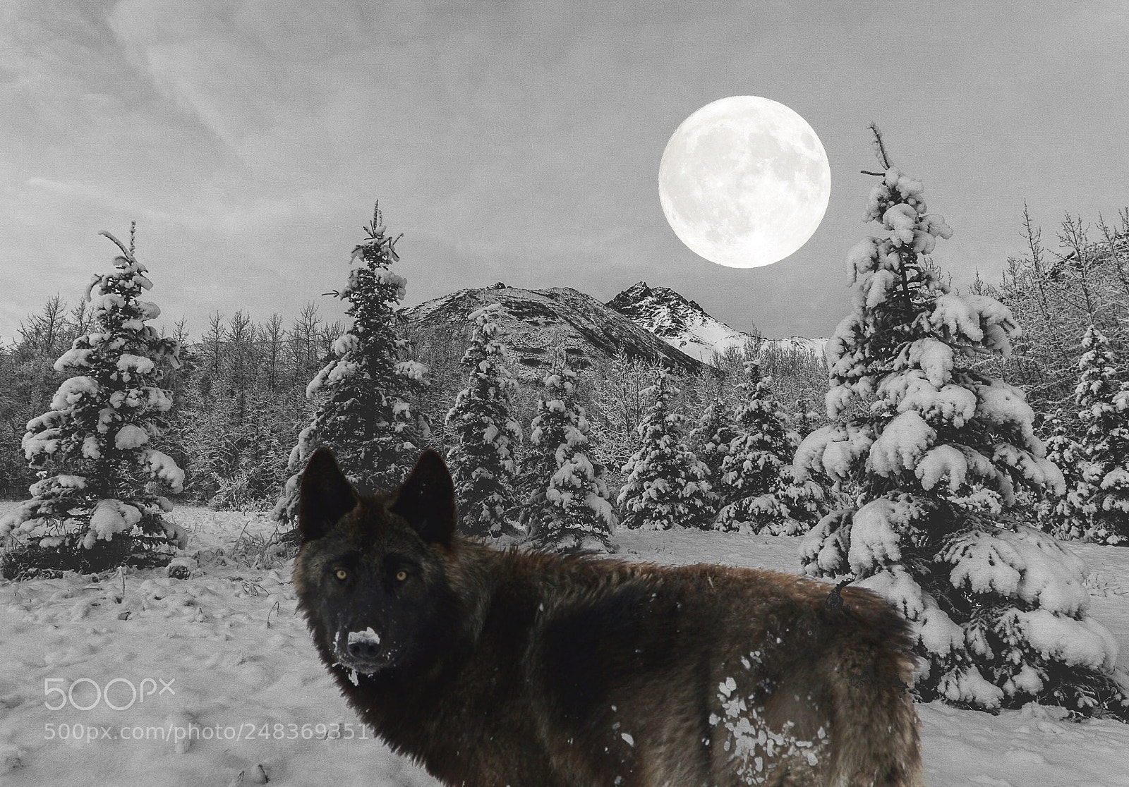 Sony a7R II sample photo. Wolf drawn photography