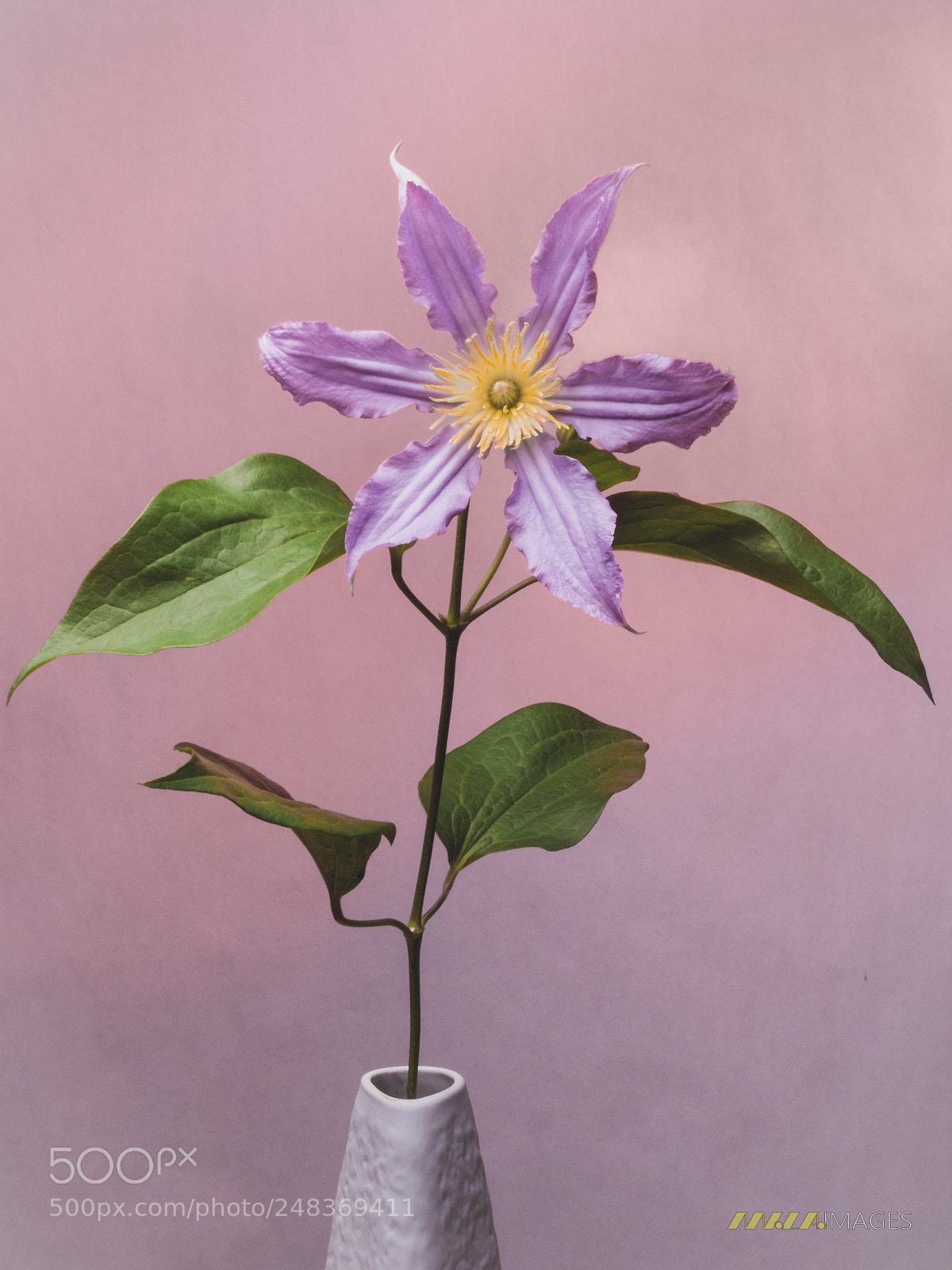 Panasonic Lumix DMC-FZ200 sample photo. Violet clematis in vase photography