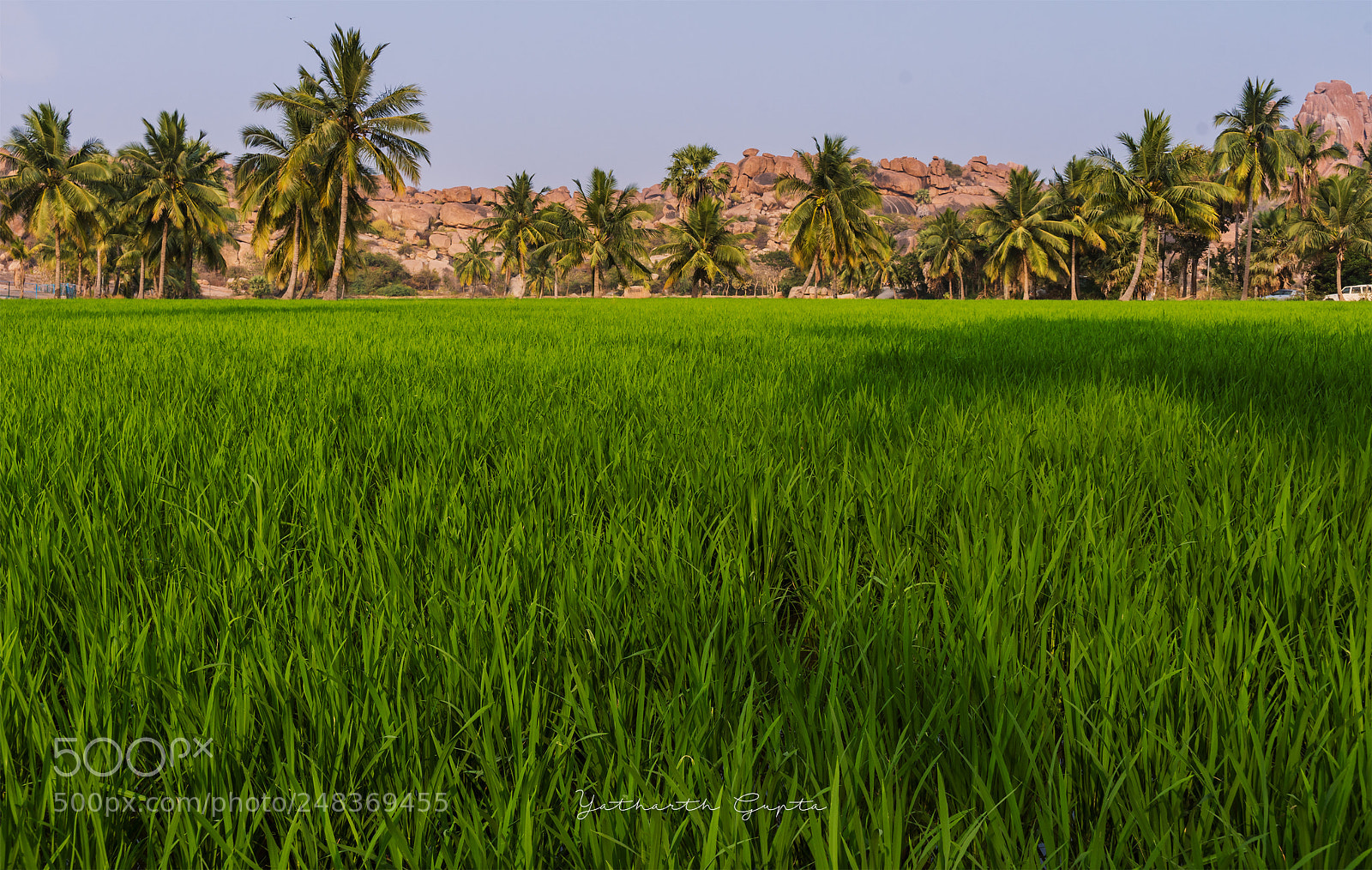 Nikon D7200 sample photo. Beautiful greens photography