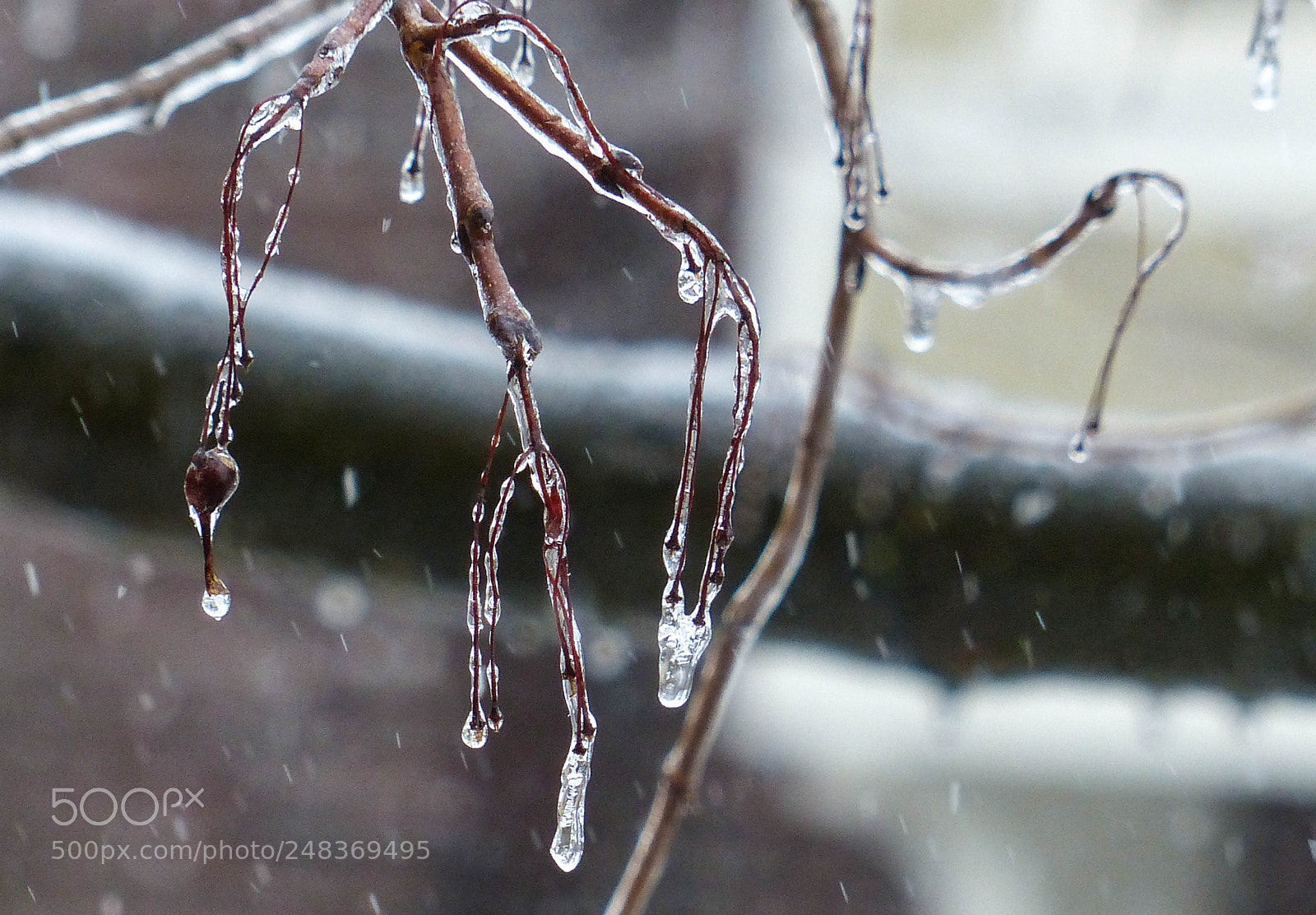 Panasonic Lumix DMC-FZ200 sample photo. Frozen photography