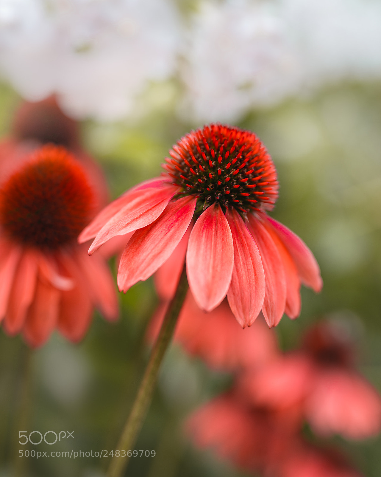 Sony a7R III sample photo. Shining for you photography