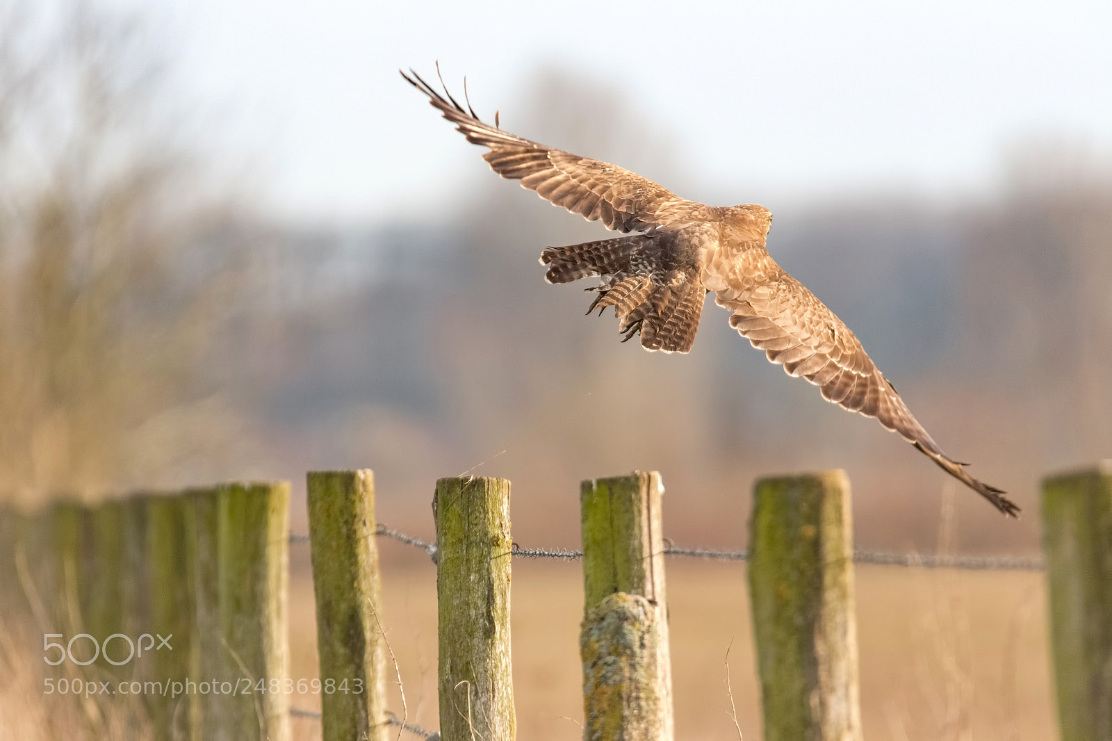 Canon EOS 7D Mark II sample photo. Common buzzard photography