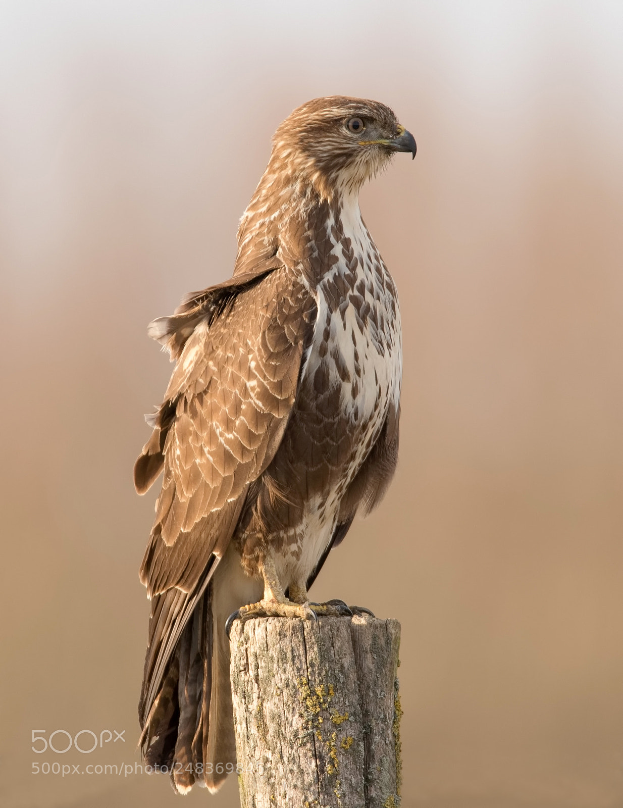 Canon EOS 7D Mark II sample photo. Common buzzard photography