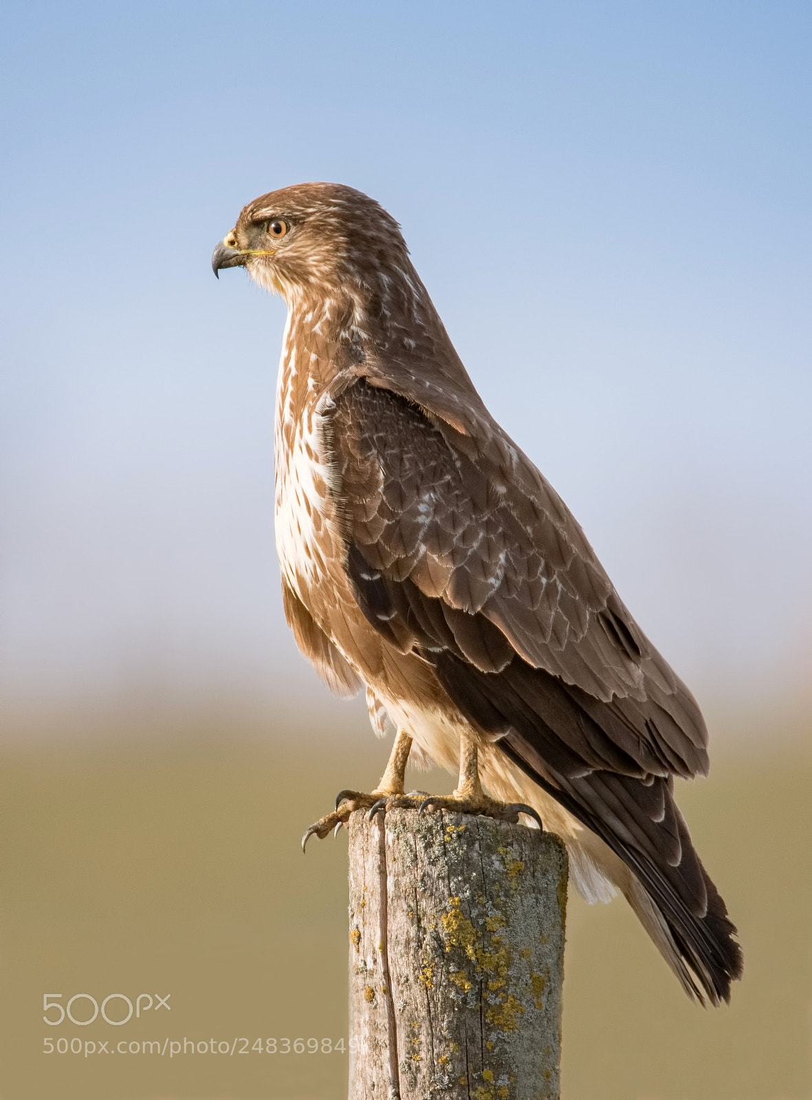 Canon EOS 7D Mark II sample photo. Common buzzard photography