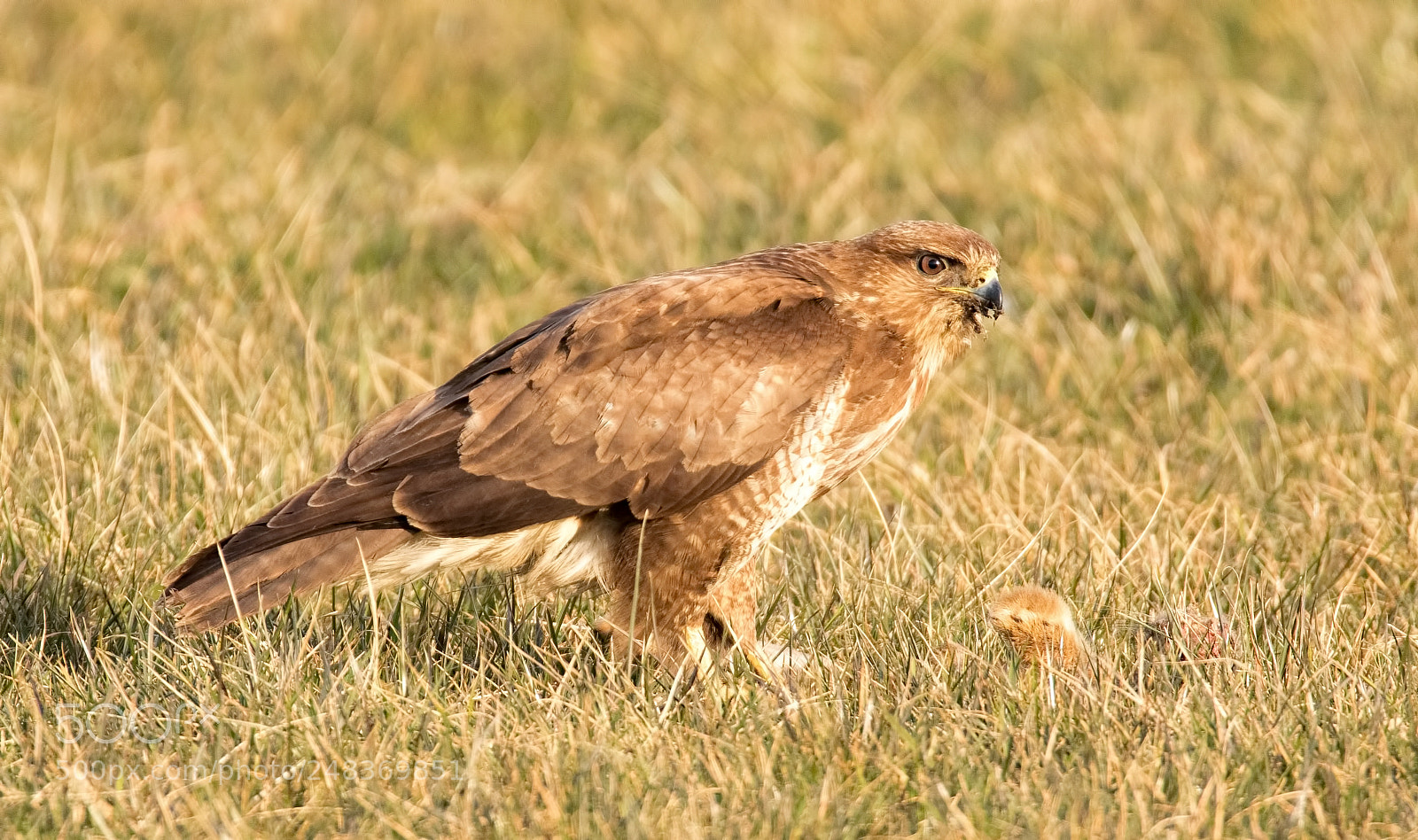 Canon EOS 7D Mark II sample photo. Common buzzard photography