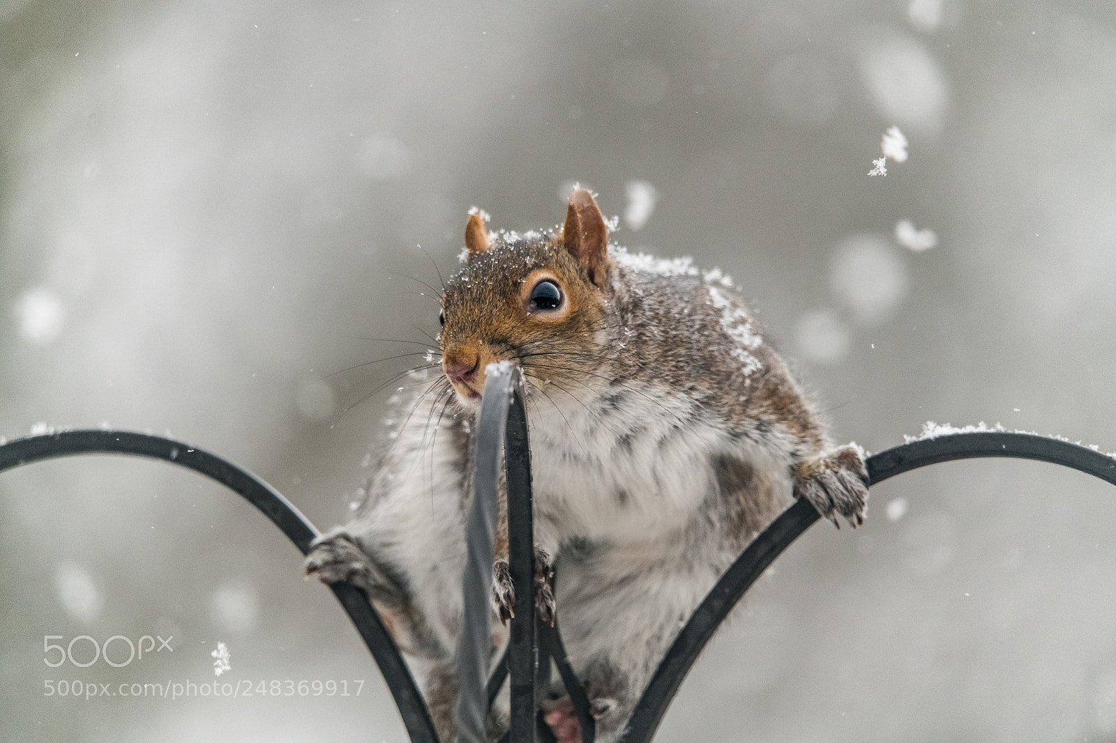 Nikon D850 sample photo. Winter squirrel photography