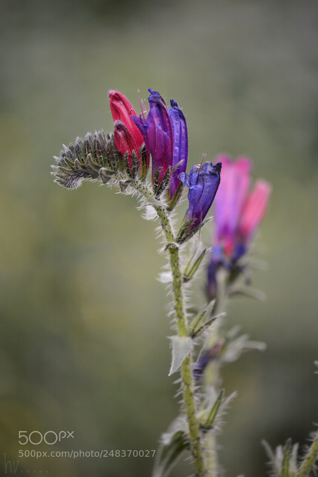 Nikon D7100 sample photo. Waiting for the sun photography