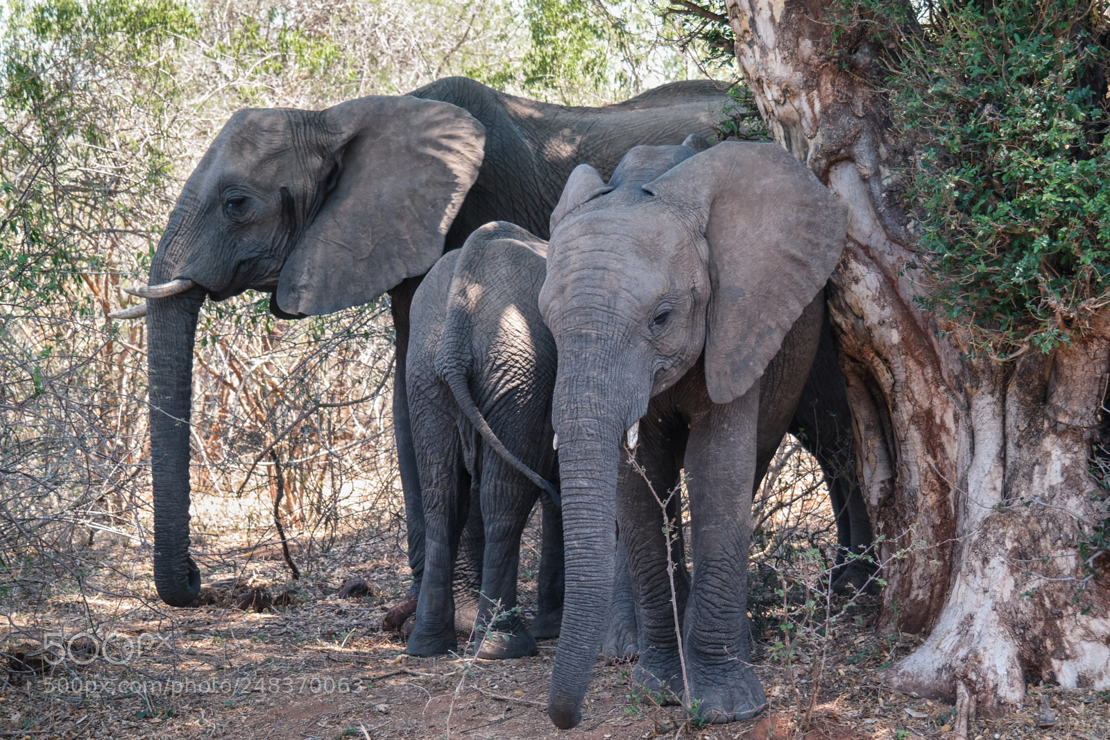 Samsung NX30 sample photo. Kruger park - mother photography