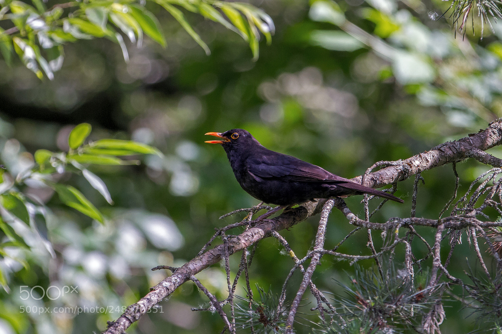 Canon EOS 7D sample photo. Turdus merula ! photography