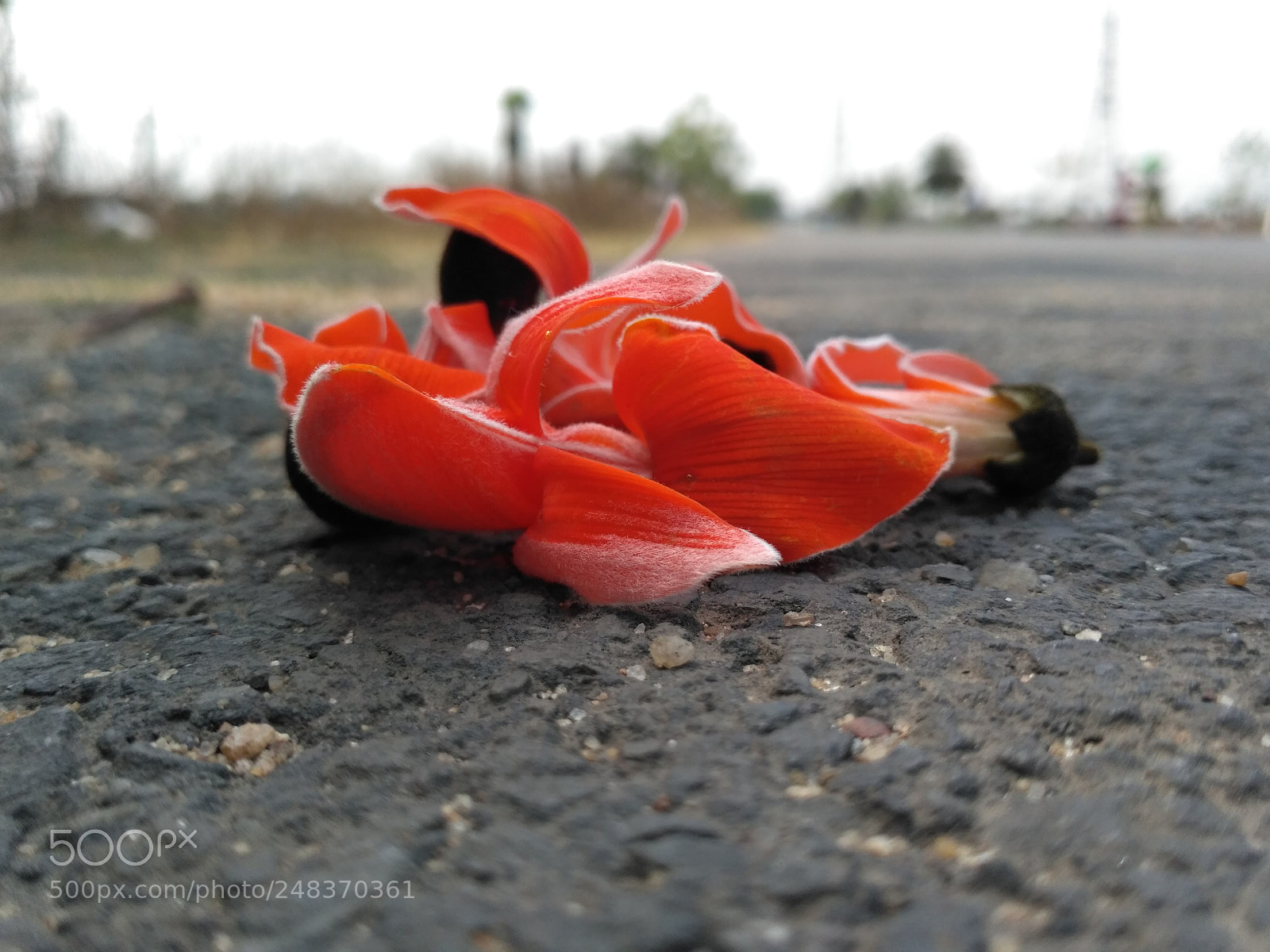 Xiaomi Redmi 3S sample photo. Tesu flower photography