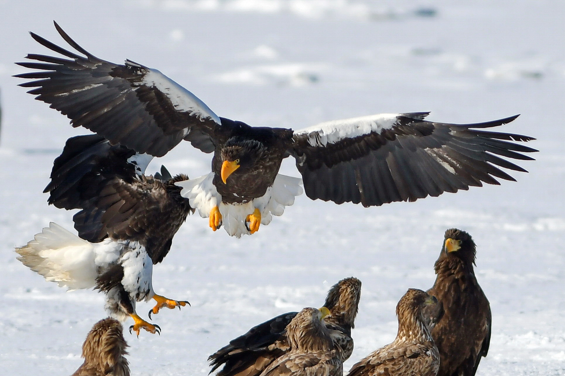 Nikon AF-S Nikkor 300mm F2.8G ED VR II sample photo