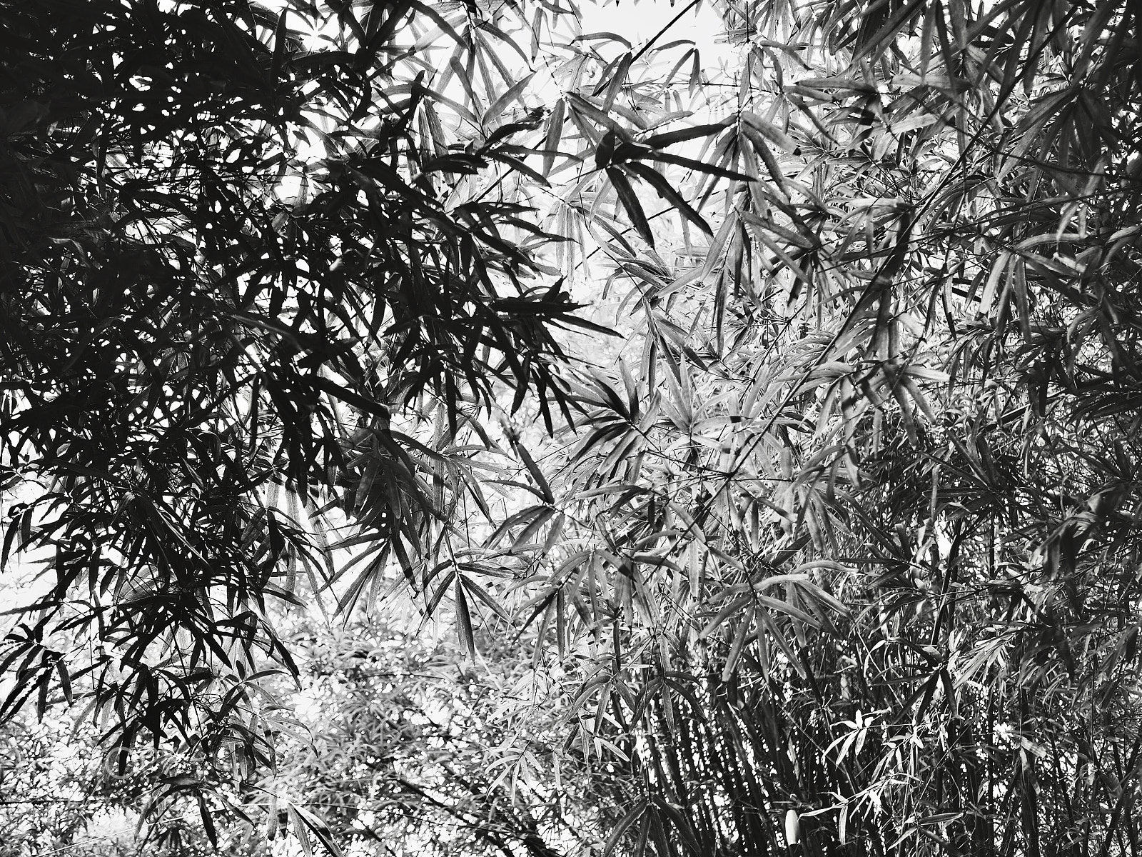Olympus OM-D E-M10 II sample photo. Bamboo photography