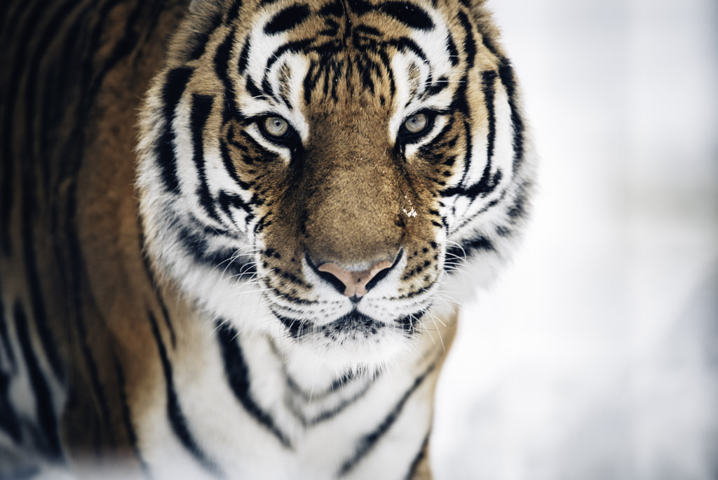 Bengal Tiger by Yusun Chung on 500px.com