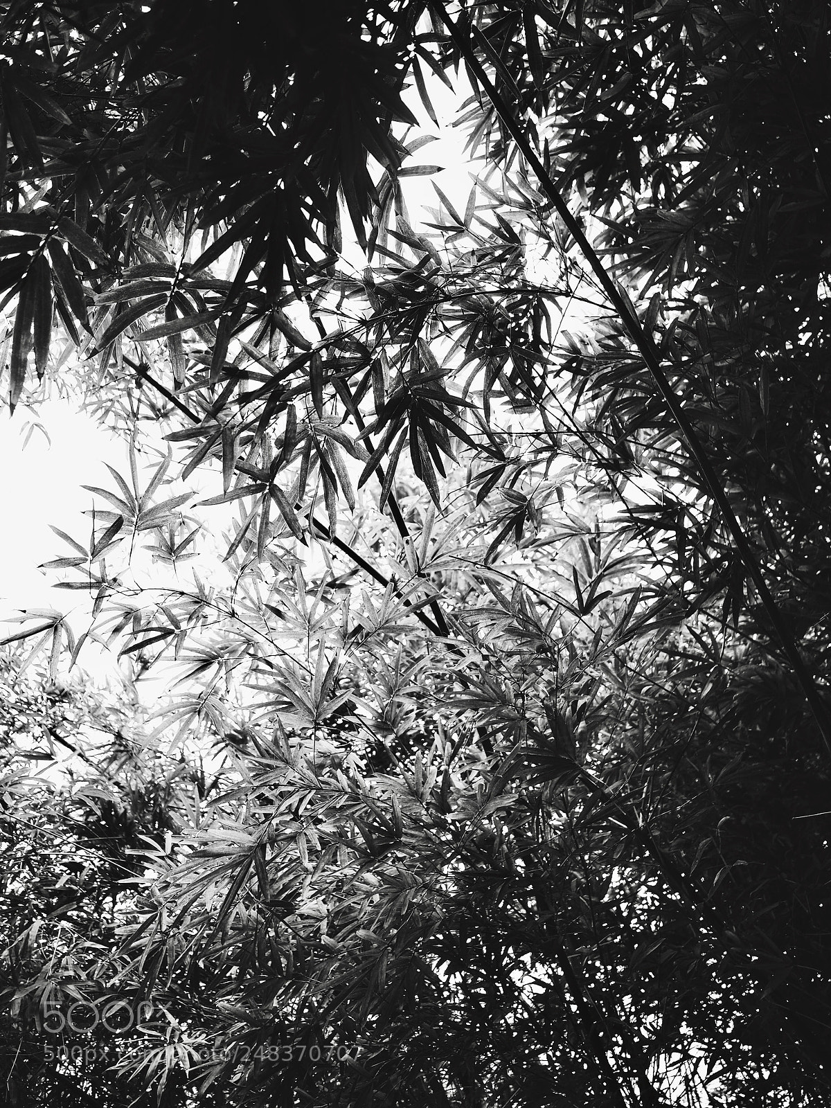 Olympus OM-D E-M10 II sample photo. Bamboo photography