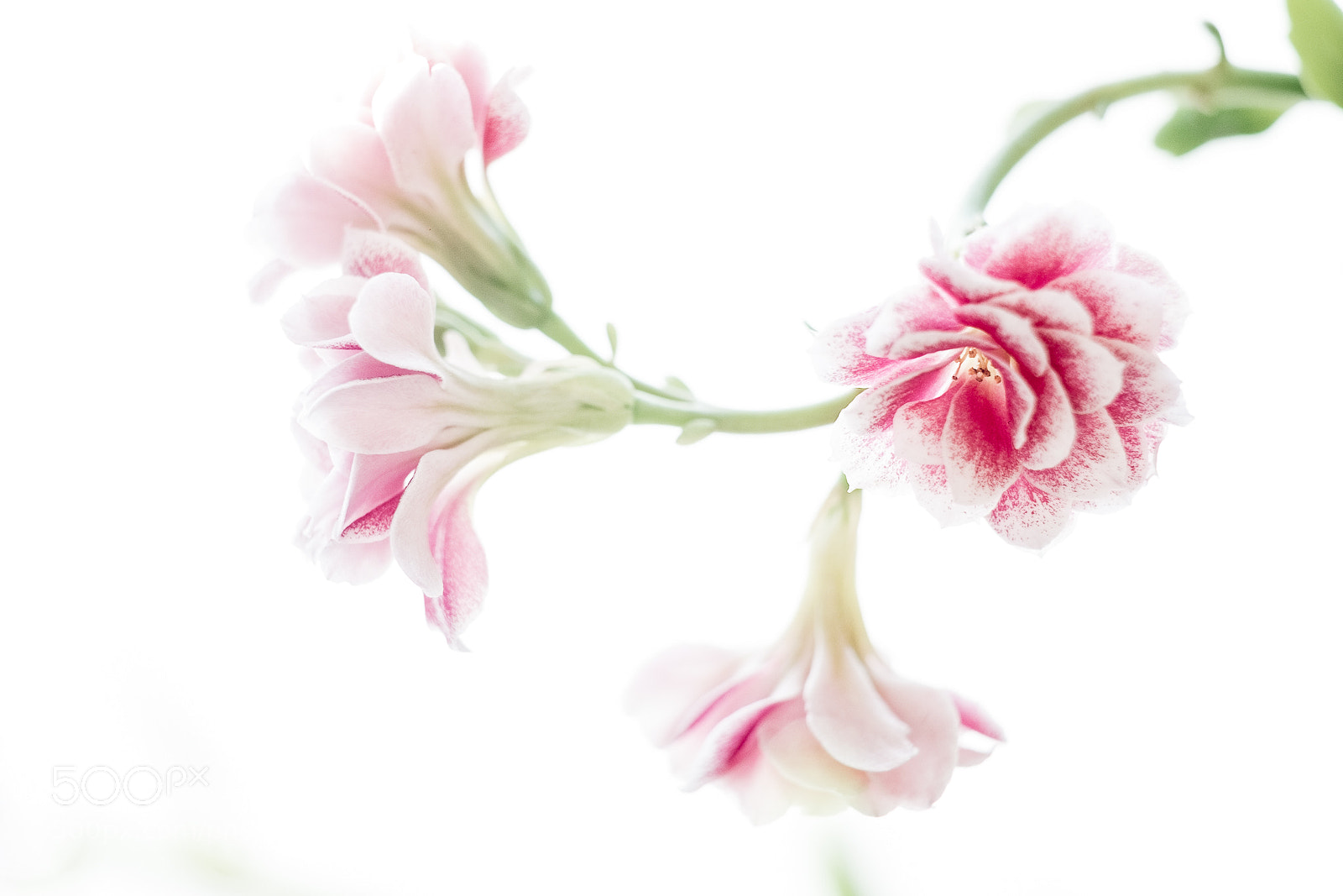 Fujifilm X-Pro1 sample photo. Tout en douceur photography
