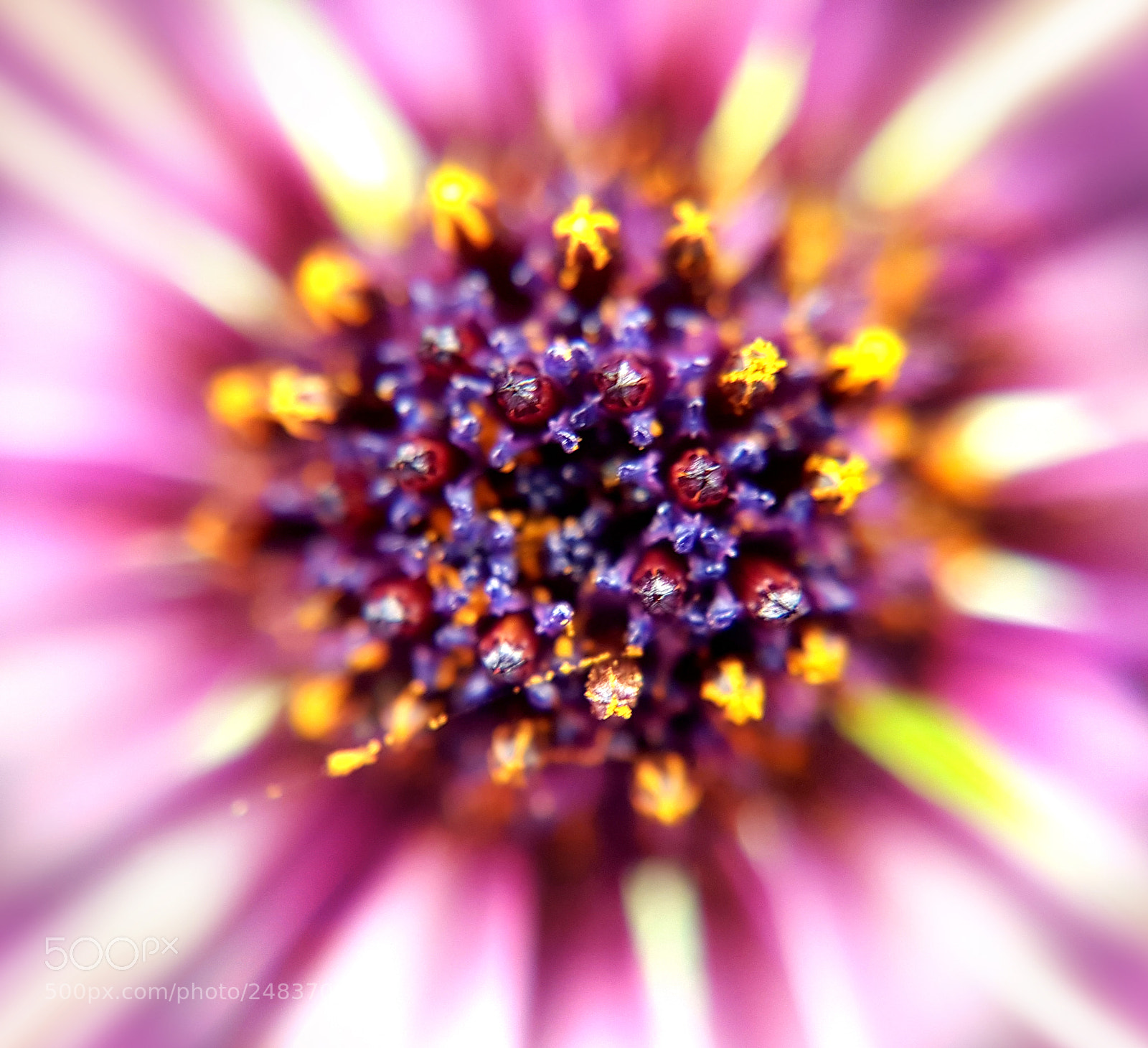 Samsung Galaxy S7 sample photo. Macro flower photography