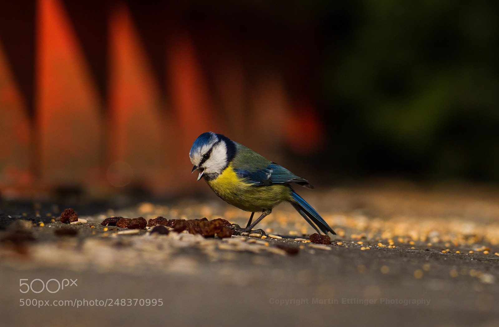 Canon EOS 7D sample photo. Bluetit 05032018 photography