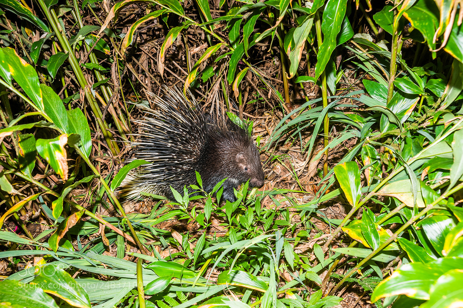 Sony Alpha a99 sample photo. Porcupine photography