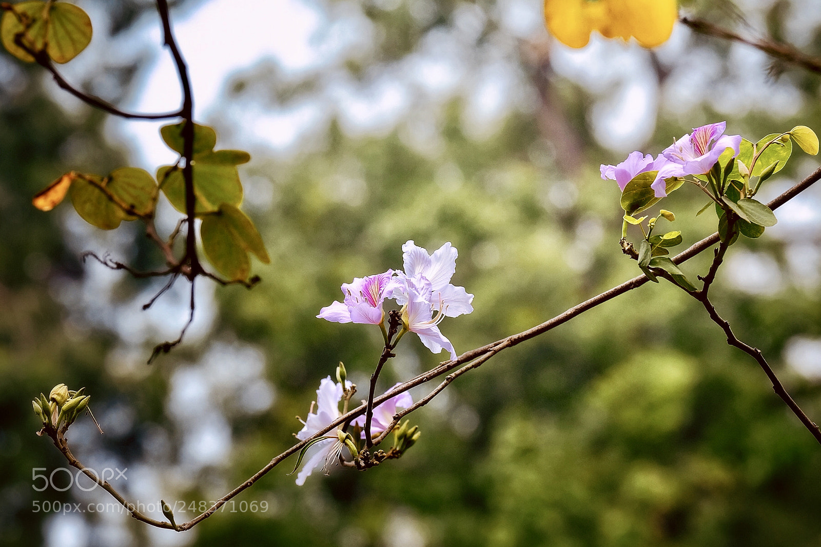 Fujifilm X-T20 sample photo. Untitled photography