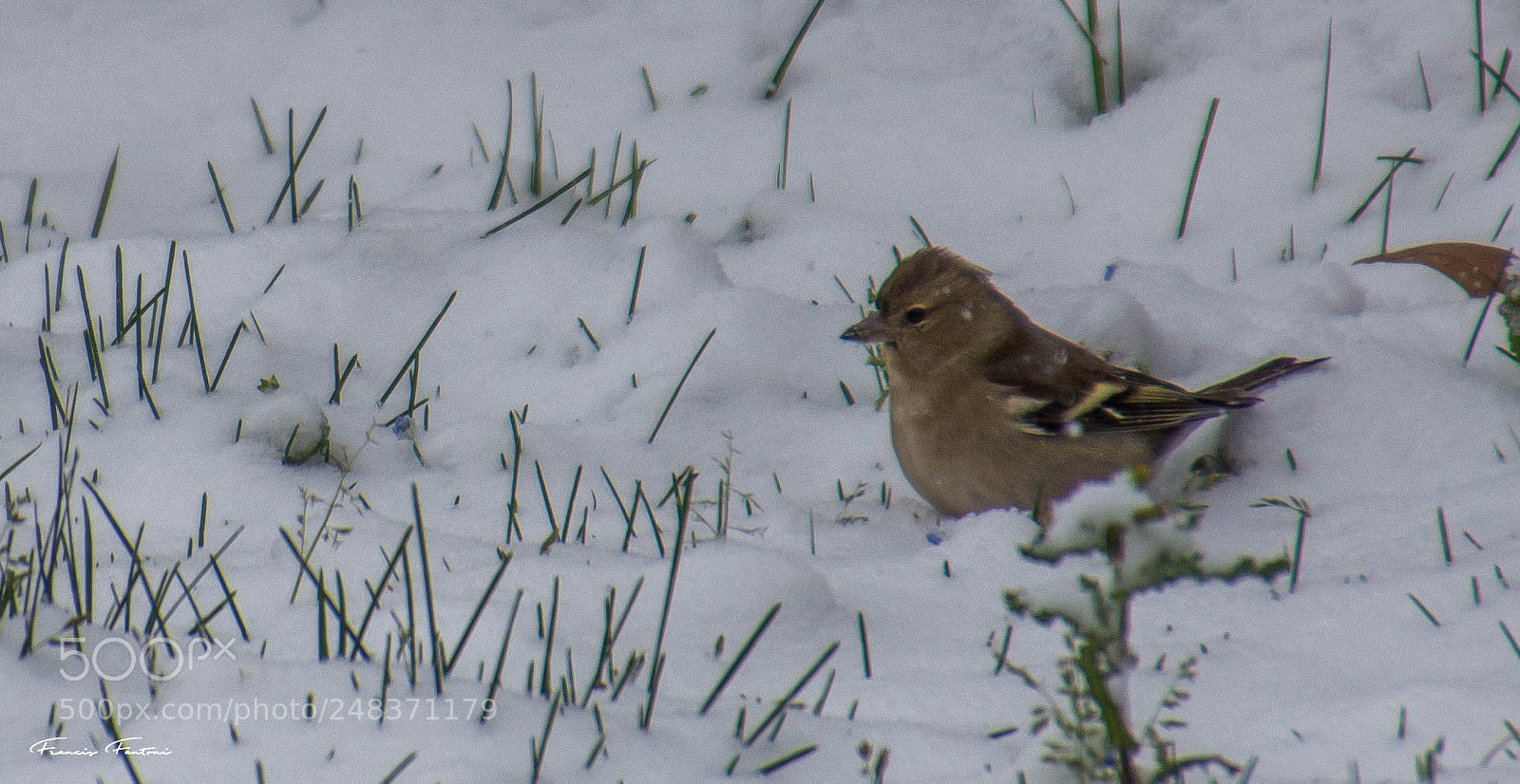 Nikon D7200 sample photo. Chardonneret jaune plumage d'hiver photography