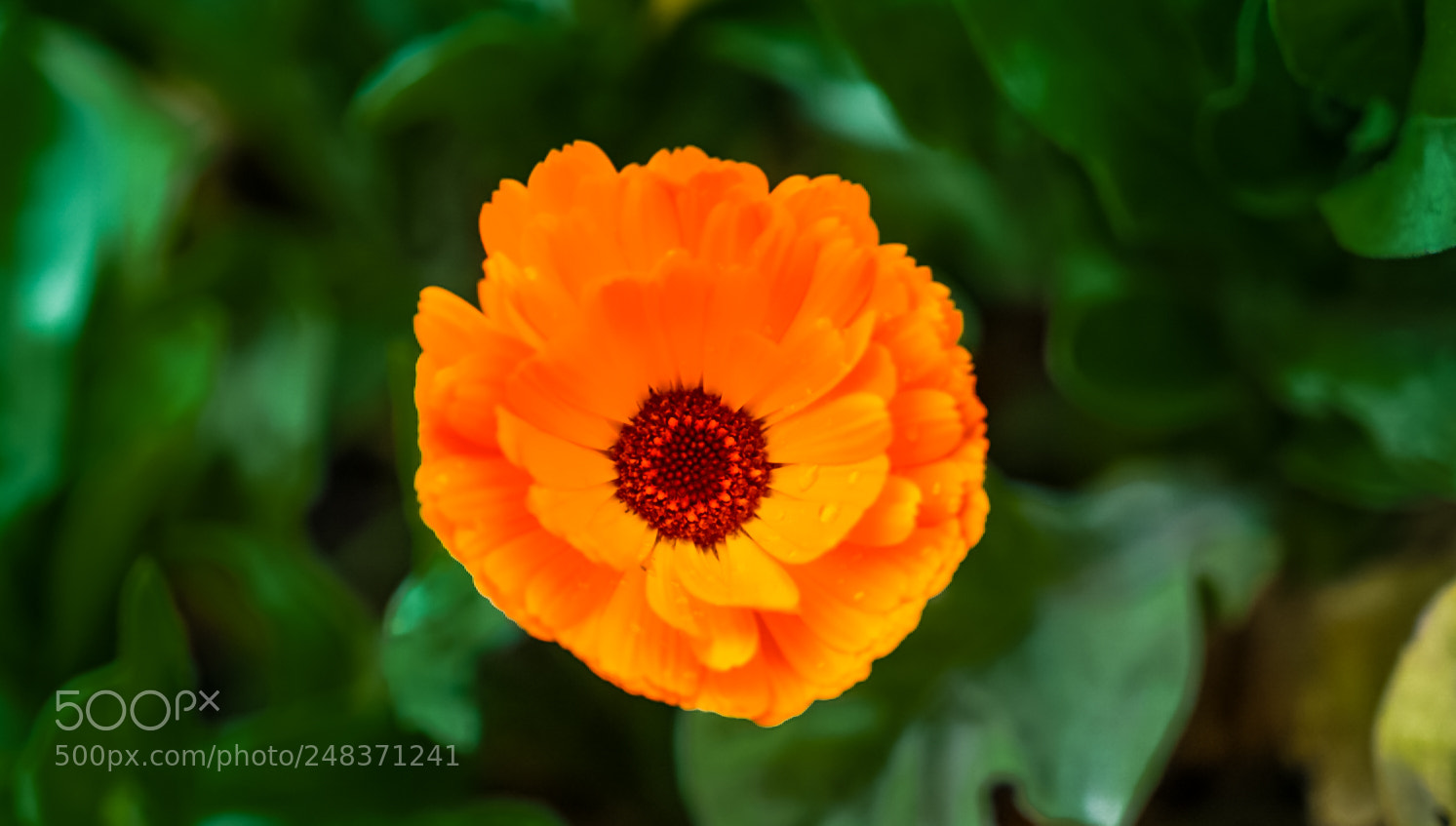 Sony a7 sample photo. 悉尼皇家植物园的花 photography