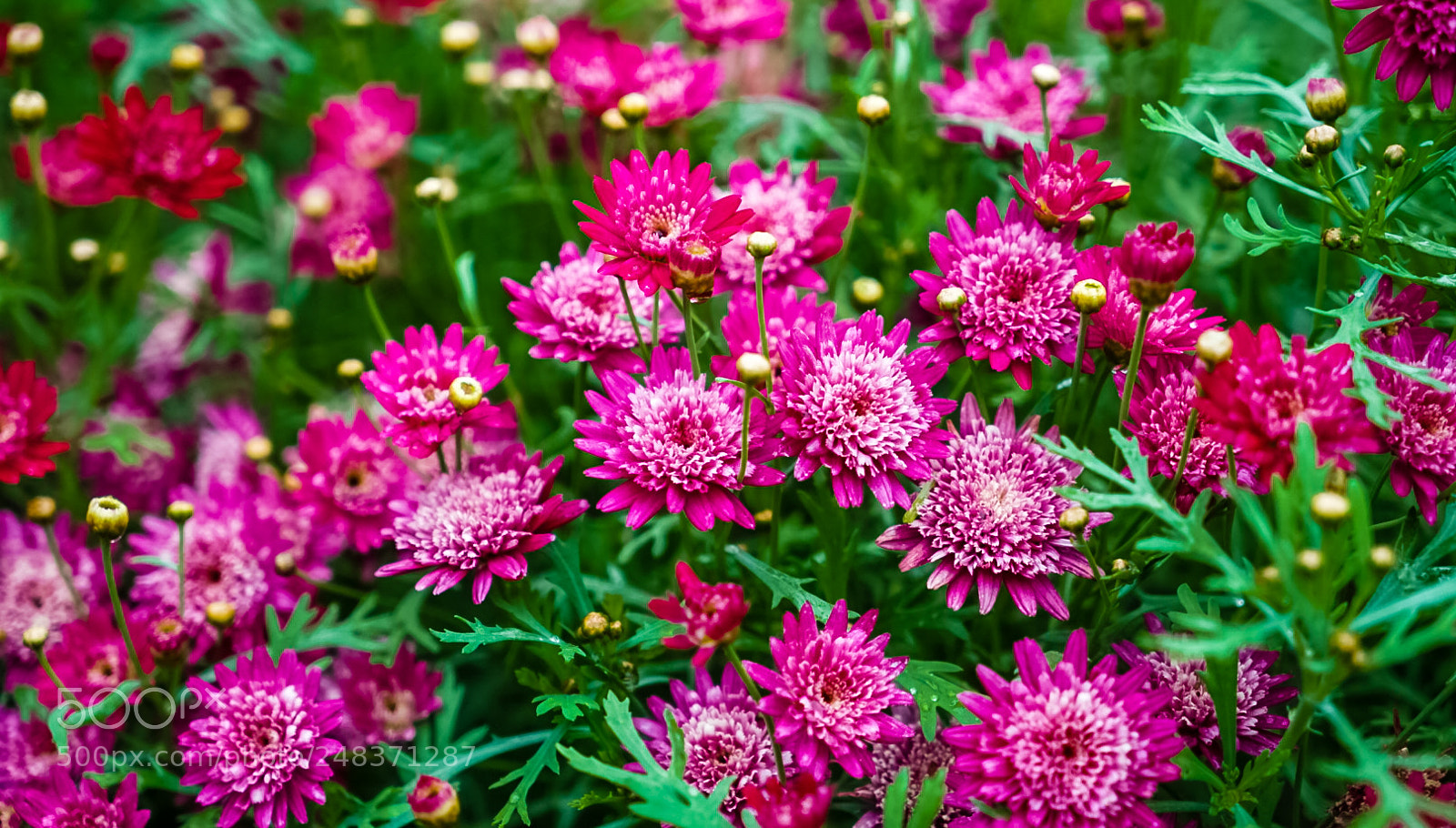 Sony a7 sample photo. Untitled photography