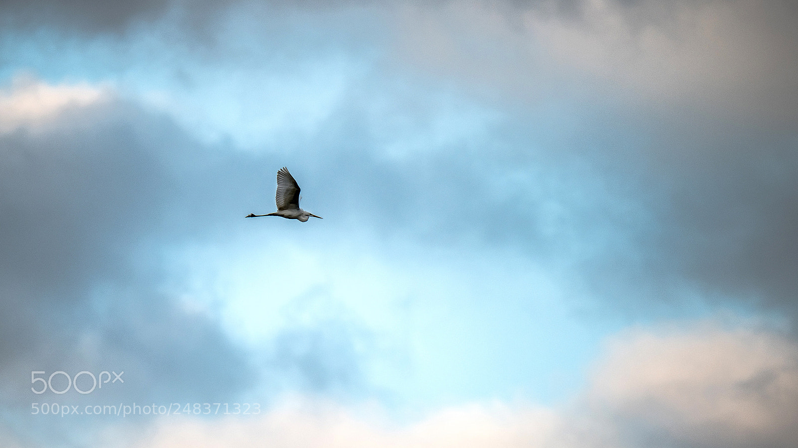 Nikon D850 sample photo. Alone photography