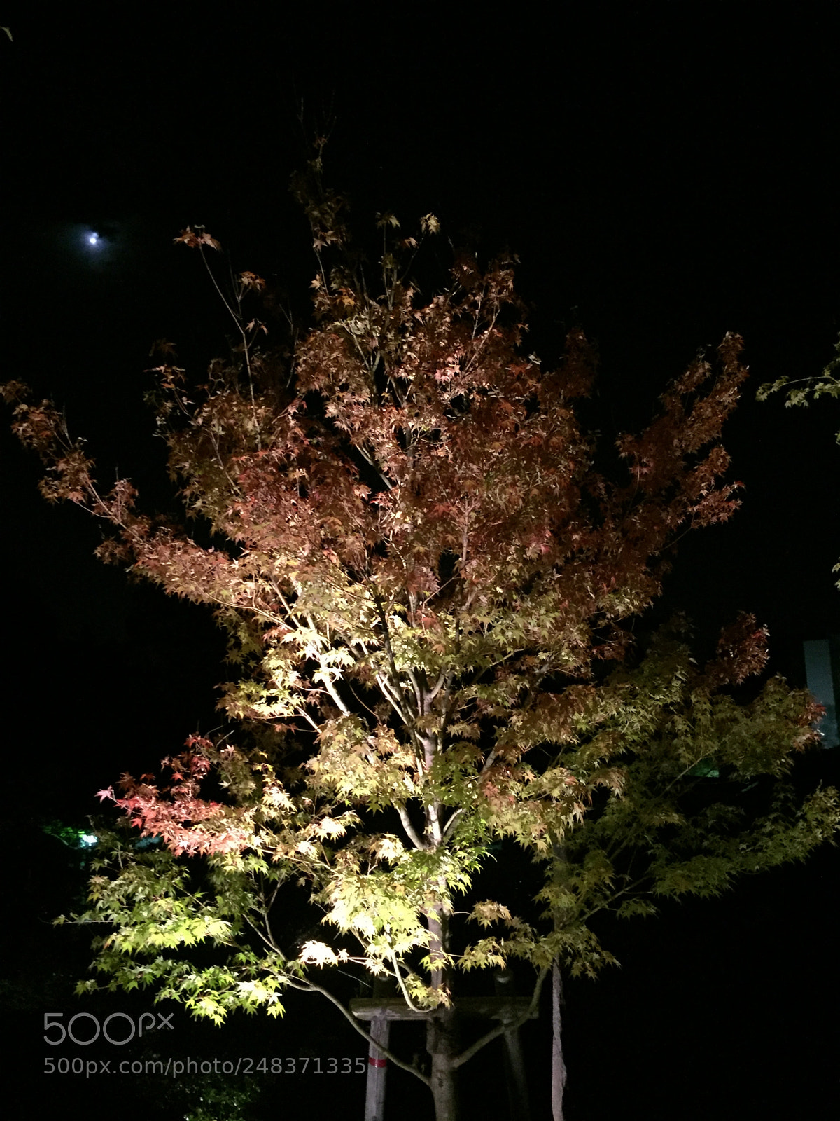 Apple iPhone 6 sample photo. Untitled photography