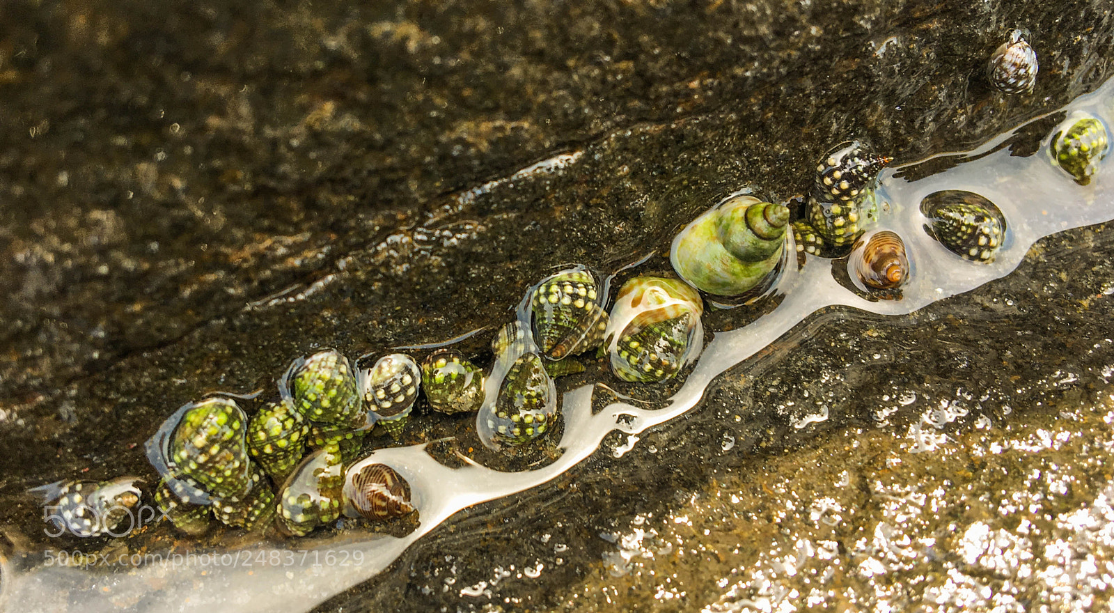 Apple iPhone 6s sample photo. A group of snails! photography