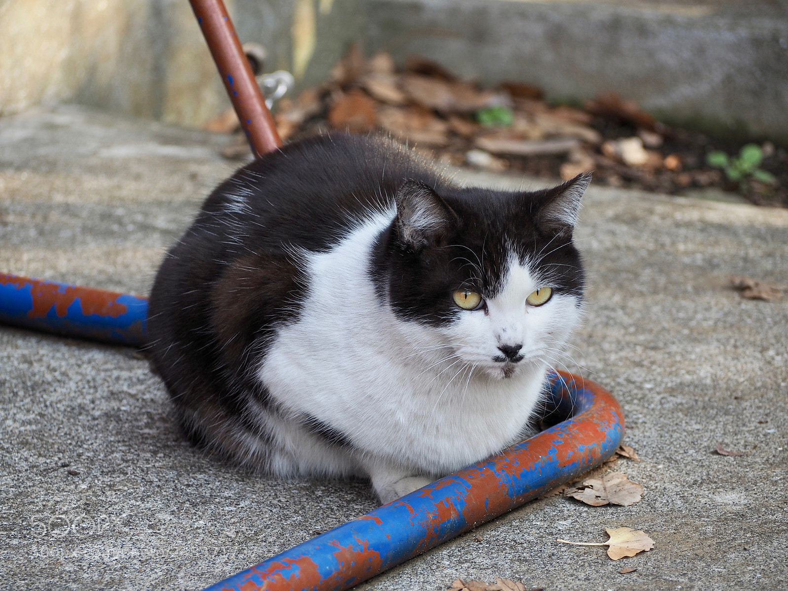 Olympus OM-D E-M5 II sample photo. A cat photography
