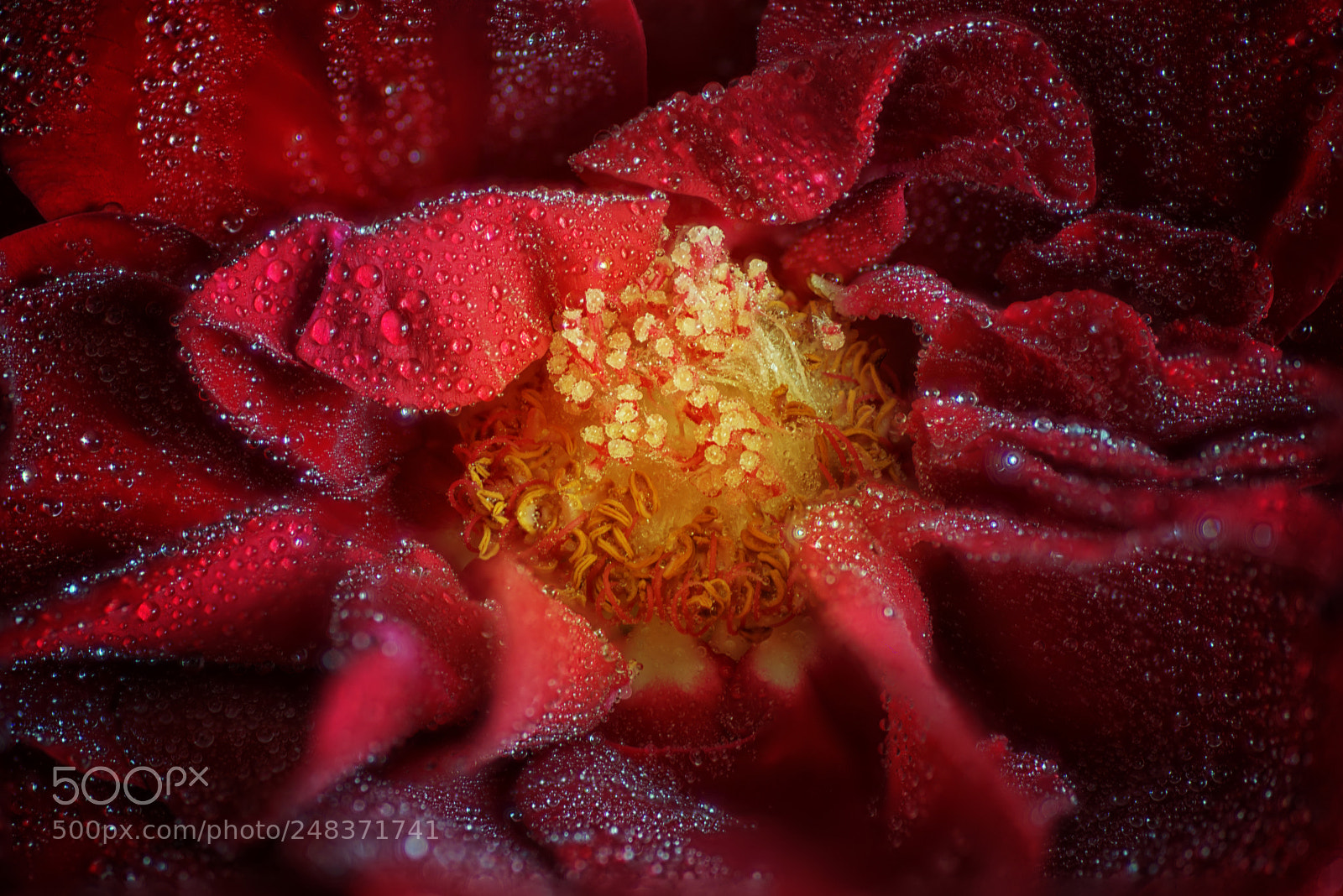 Nikon D600 sample photo. Rose closeup photography