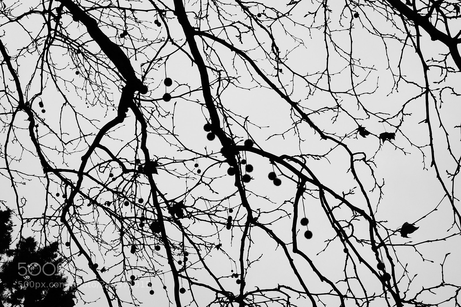 Sony Cyber-shot DSC-RX100 sample photo. Tree photography