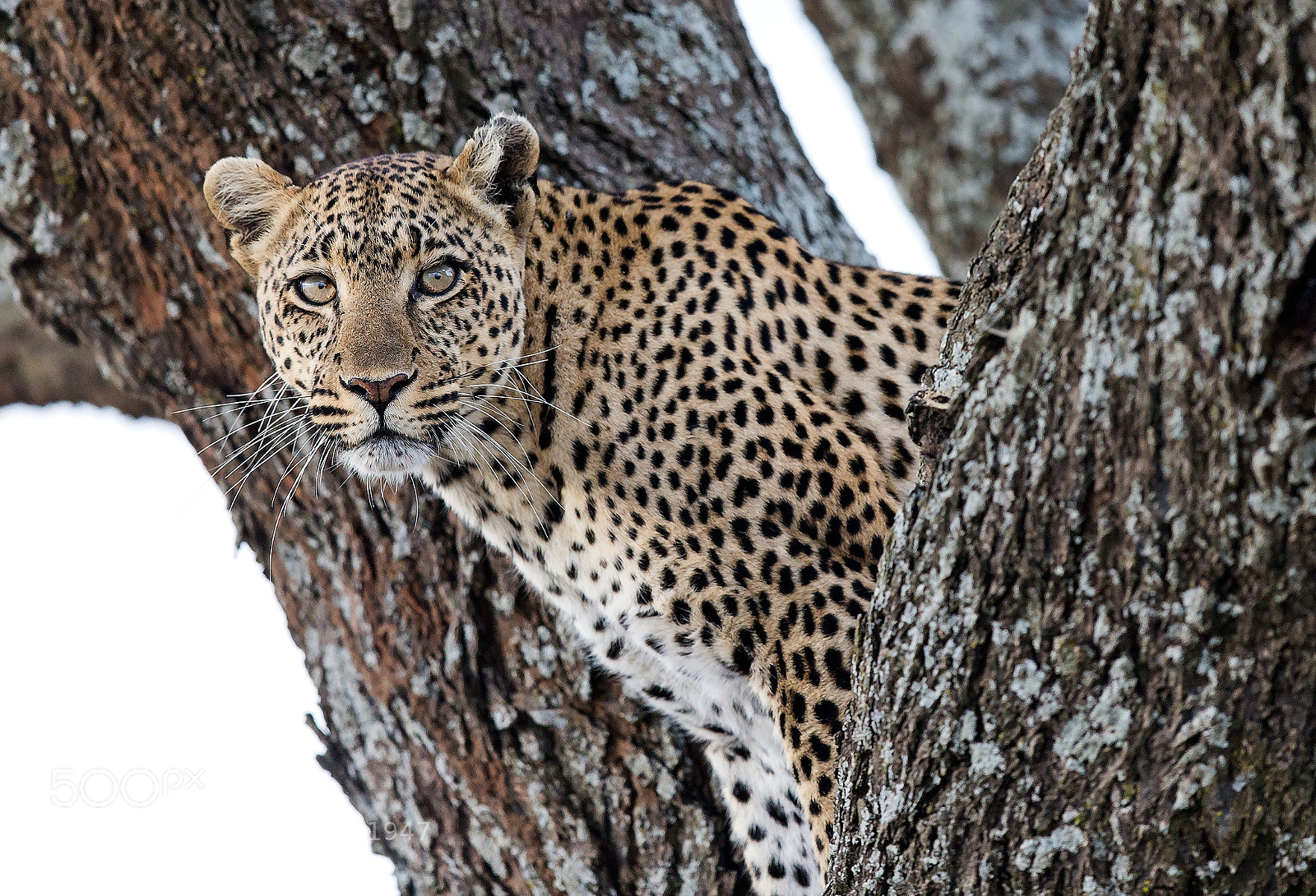 Canon EOS-1D X sample photo. Leopard photography
