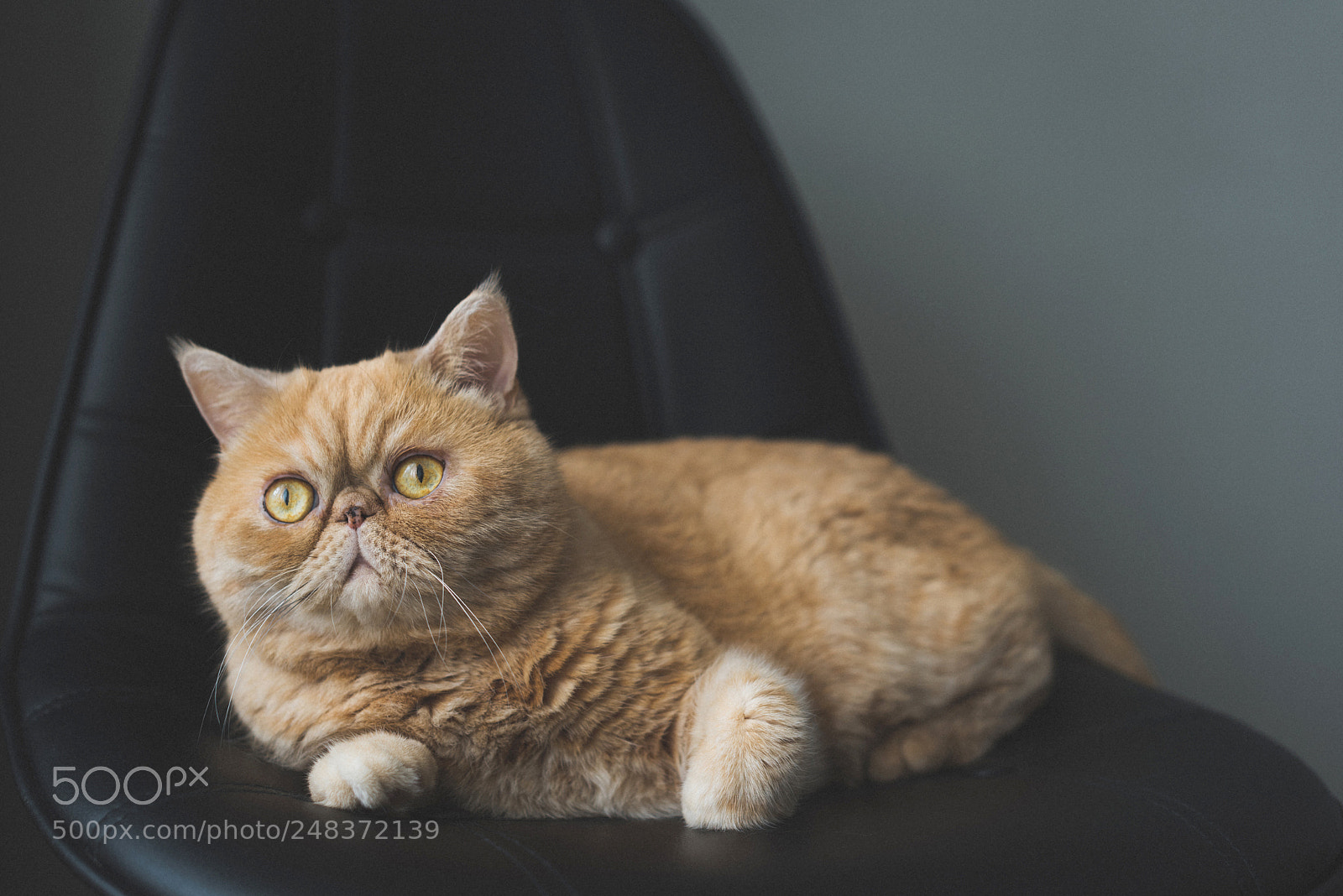 Nikon D810 sample photo. Beautiful exotic shorthair cat photography