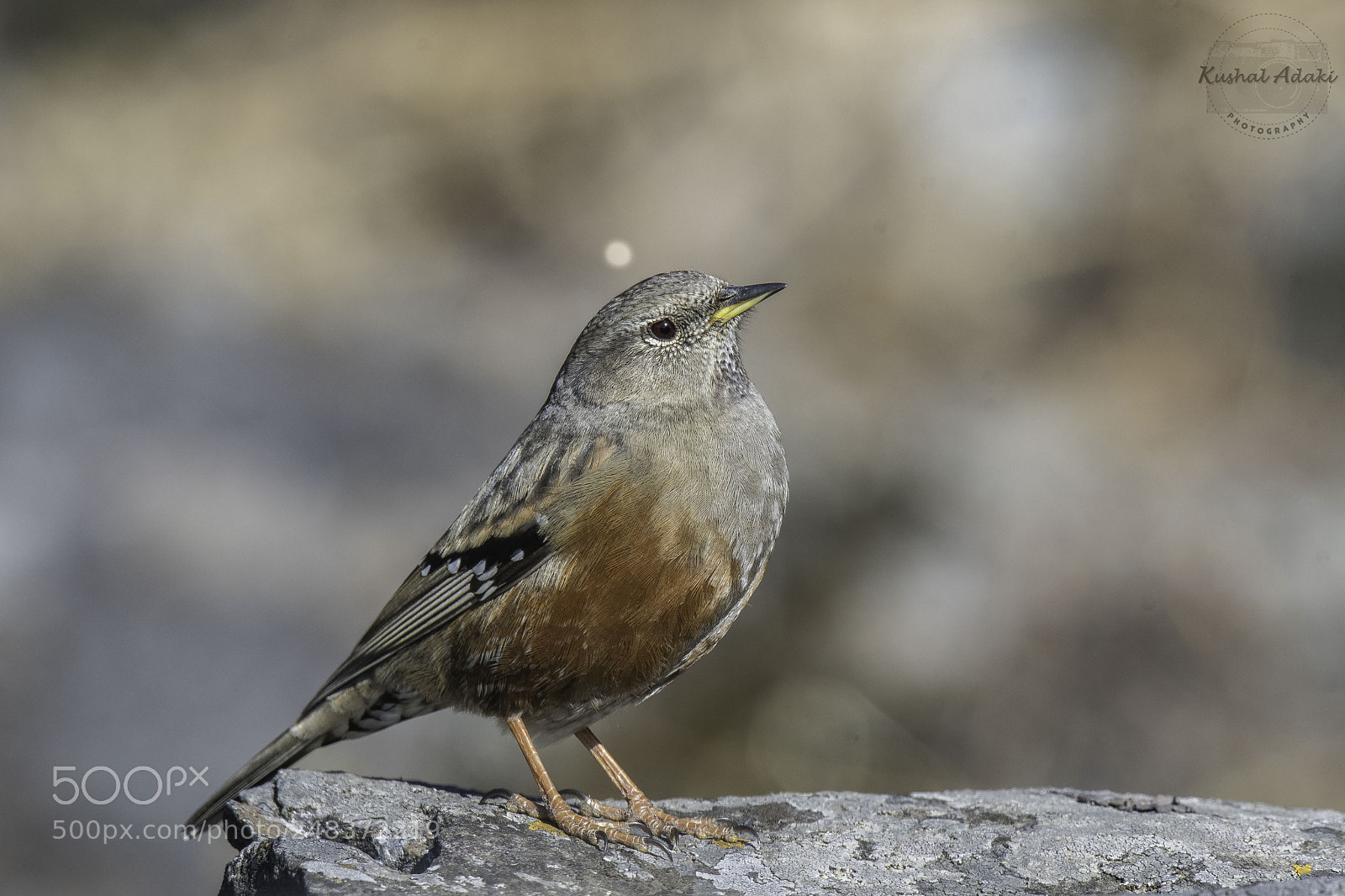 Nikon D500 sample photo. Alpine accentor photography
