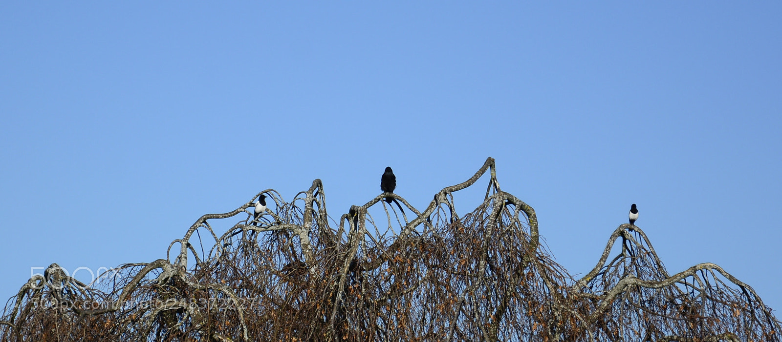 Nikon D7100 sample photo. 3 watchers photography