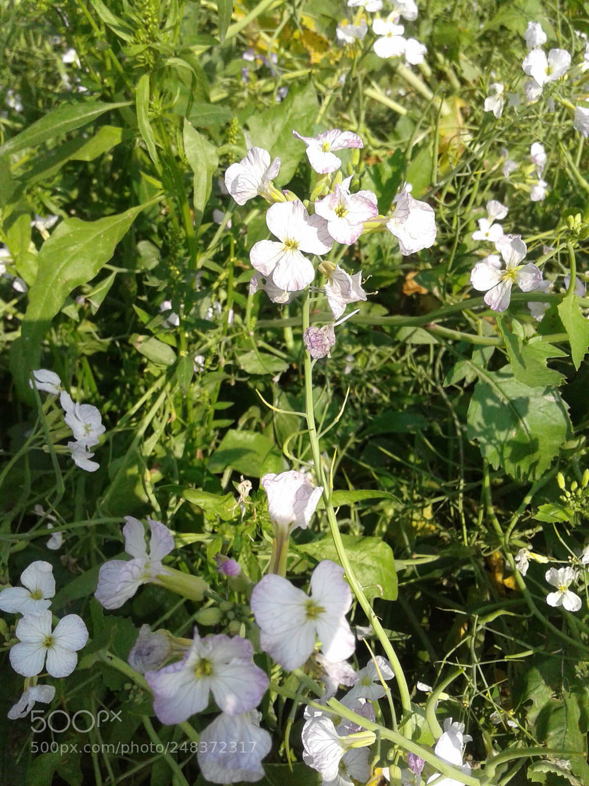 Samsung Galaxy J2 sample photo. Untitled photography