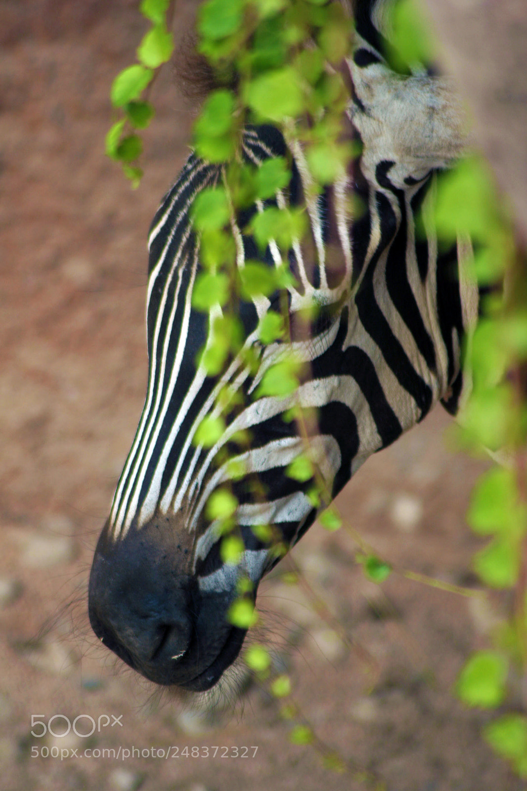 Canon EOS 20D sample photo. Cucù !,,, photography