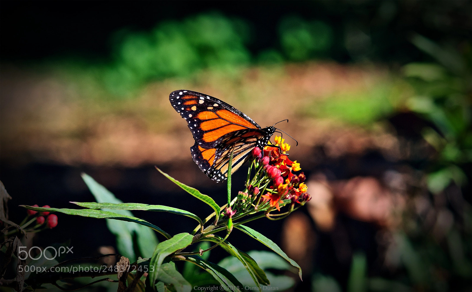 Nikon D300 sample photo. Monarch (danaus plexippus) photography