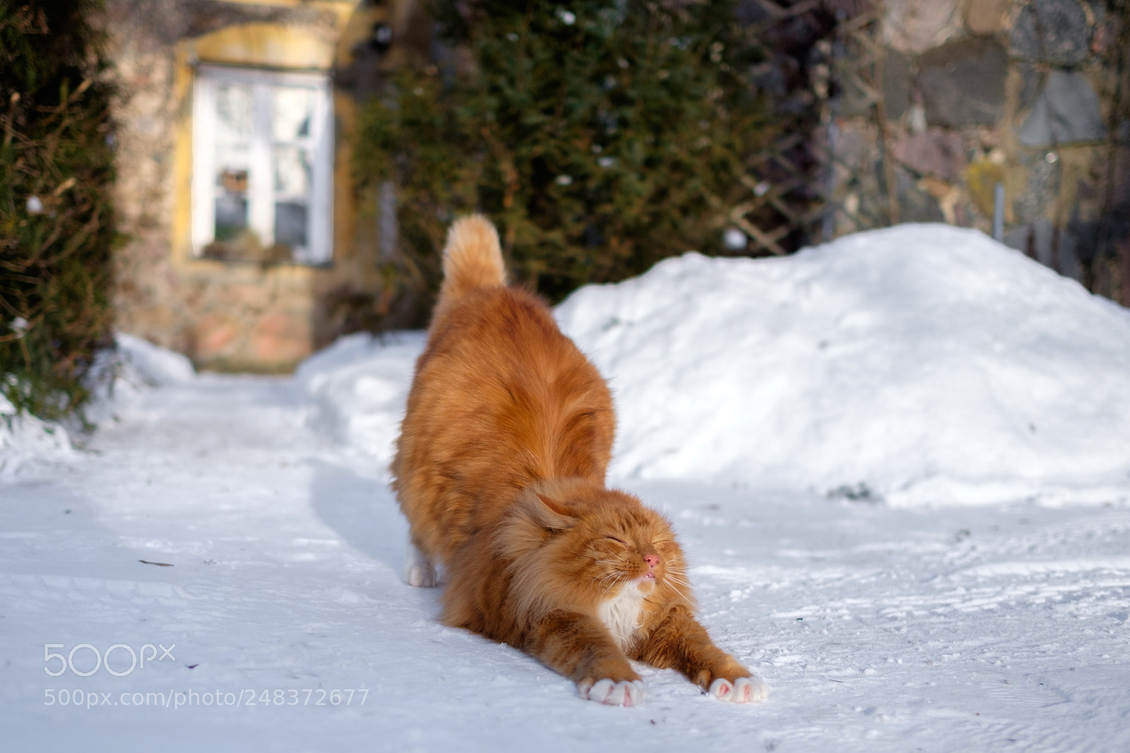 Fujifilm X-T10 sample photo. Red cat photography