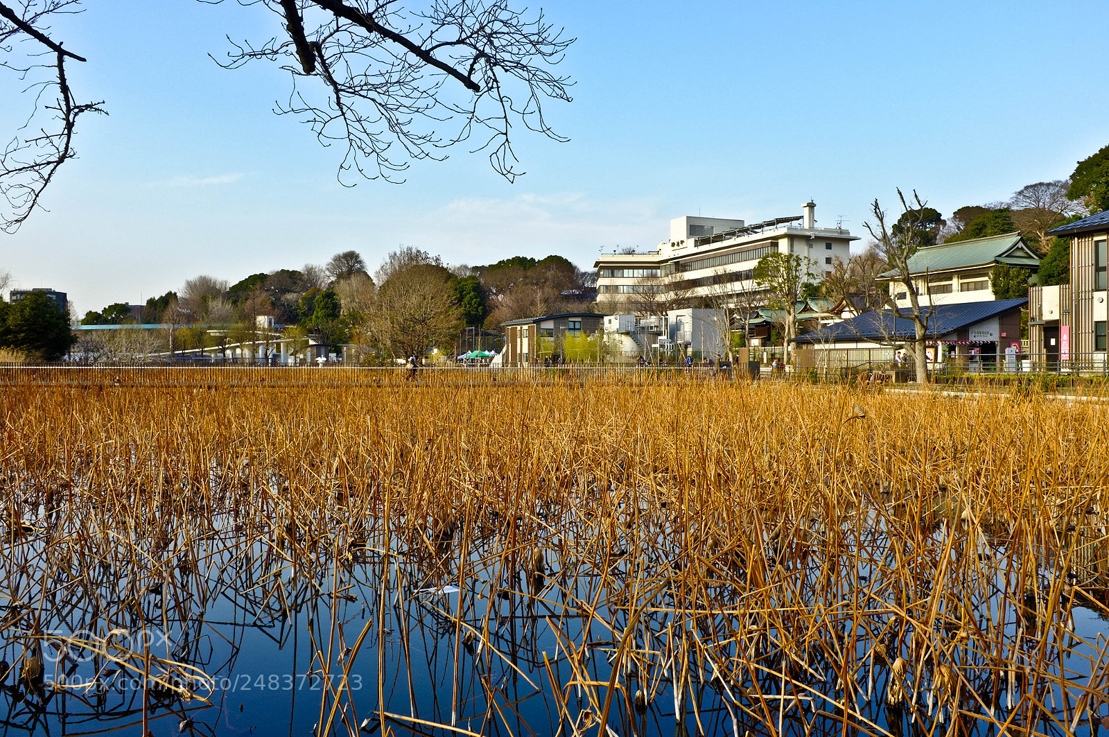 Fujifilm FinePix X100 sample photo. Tokyo photography