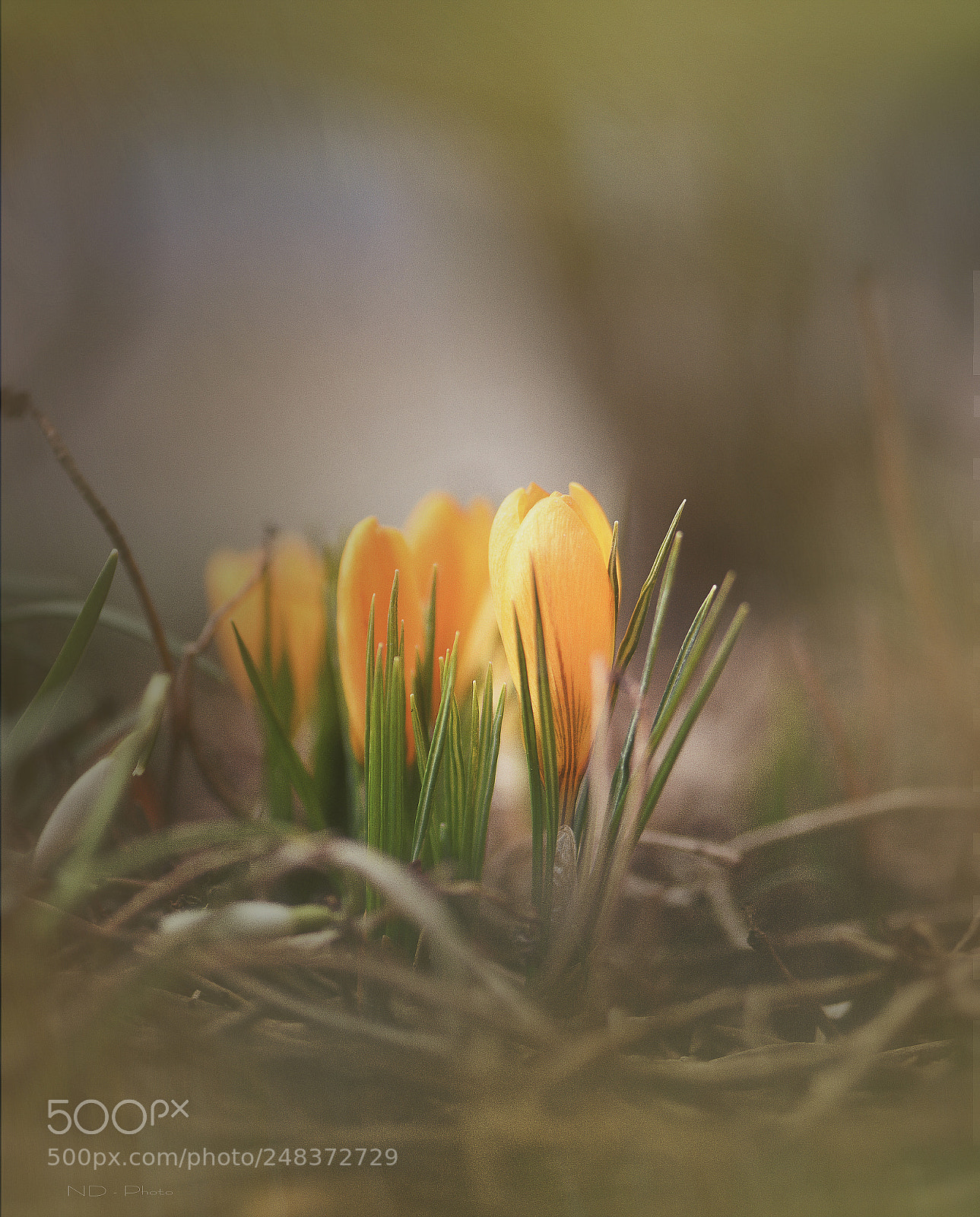 Nikon D610 sample photo. NhẠt photography