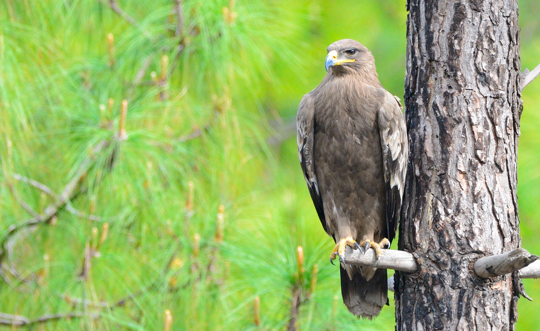 Nikon D7100 + Sigma 150-600mm F5-6.3 DG OS HSM | C sample photo. Steppe eagle photography