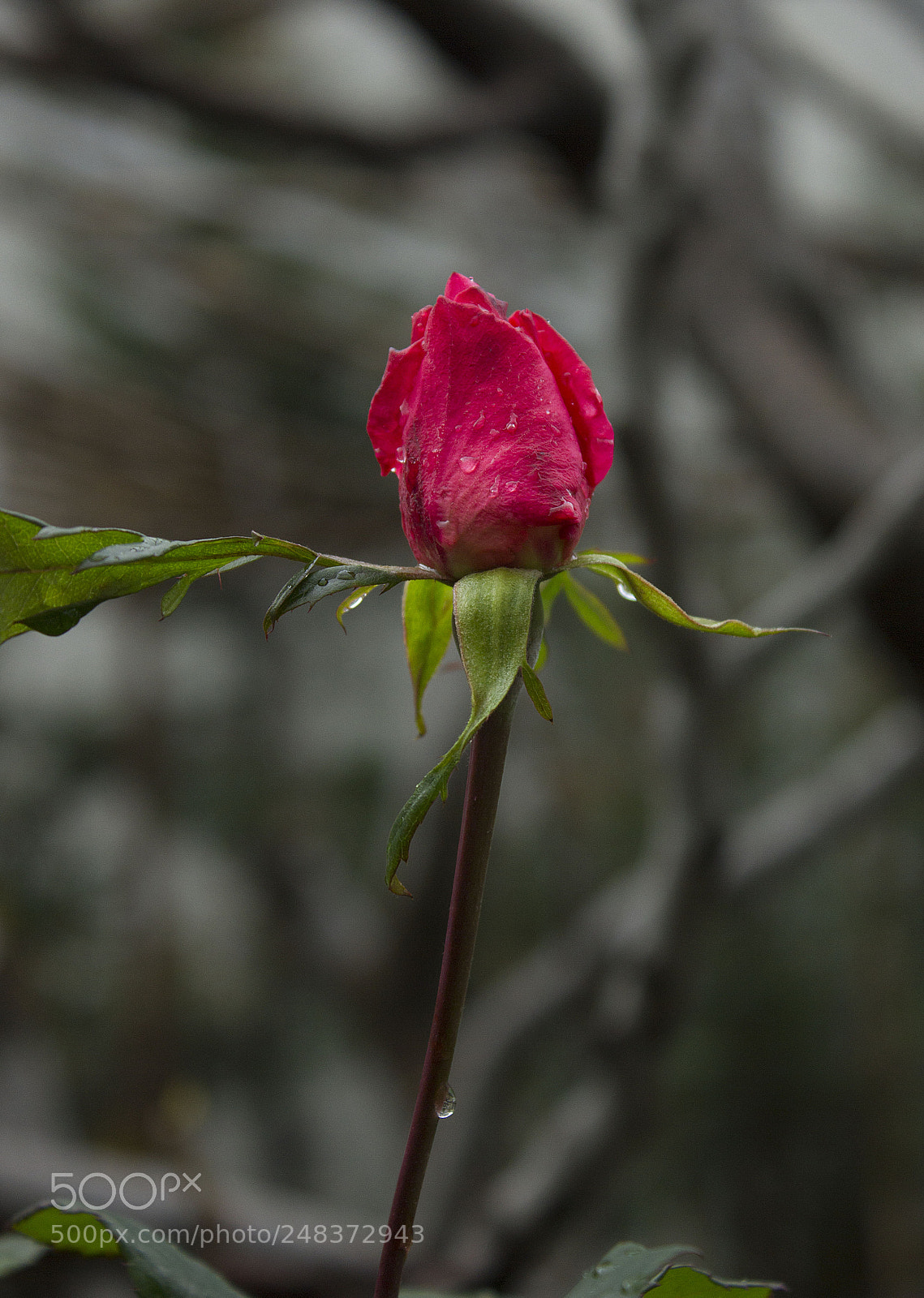 Canon EOS 550D (EOS Rebel T2i / EOS Kiss X4) sample photo. Red rose photography