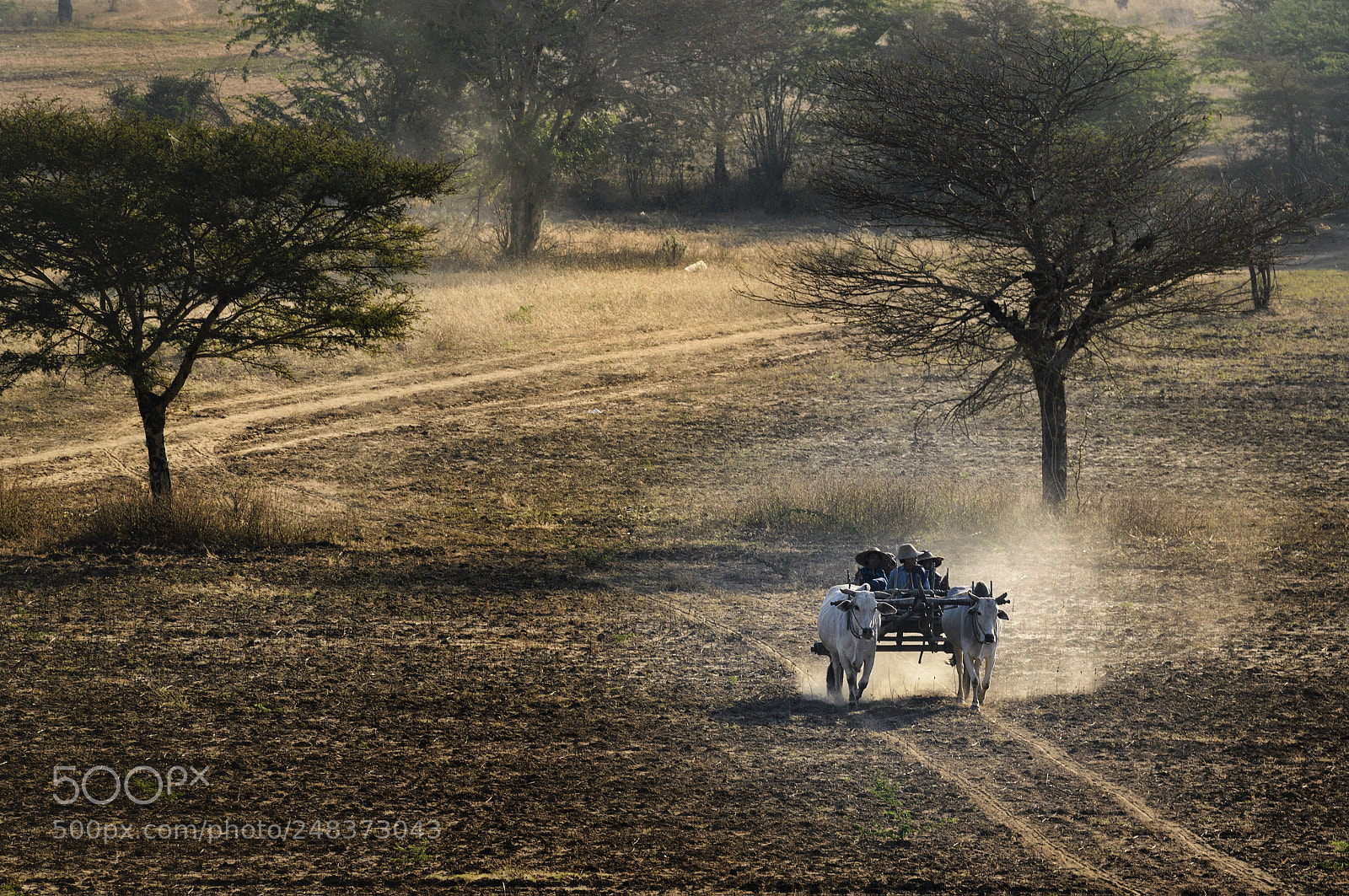 Nikon D850 sample photo. Ox cart in bagan photography