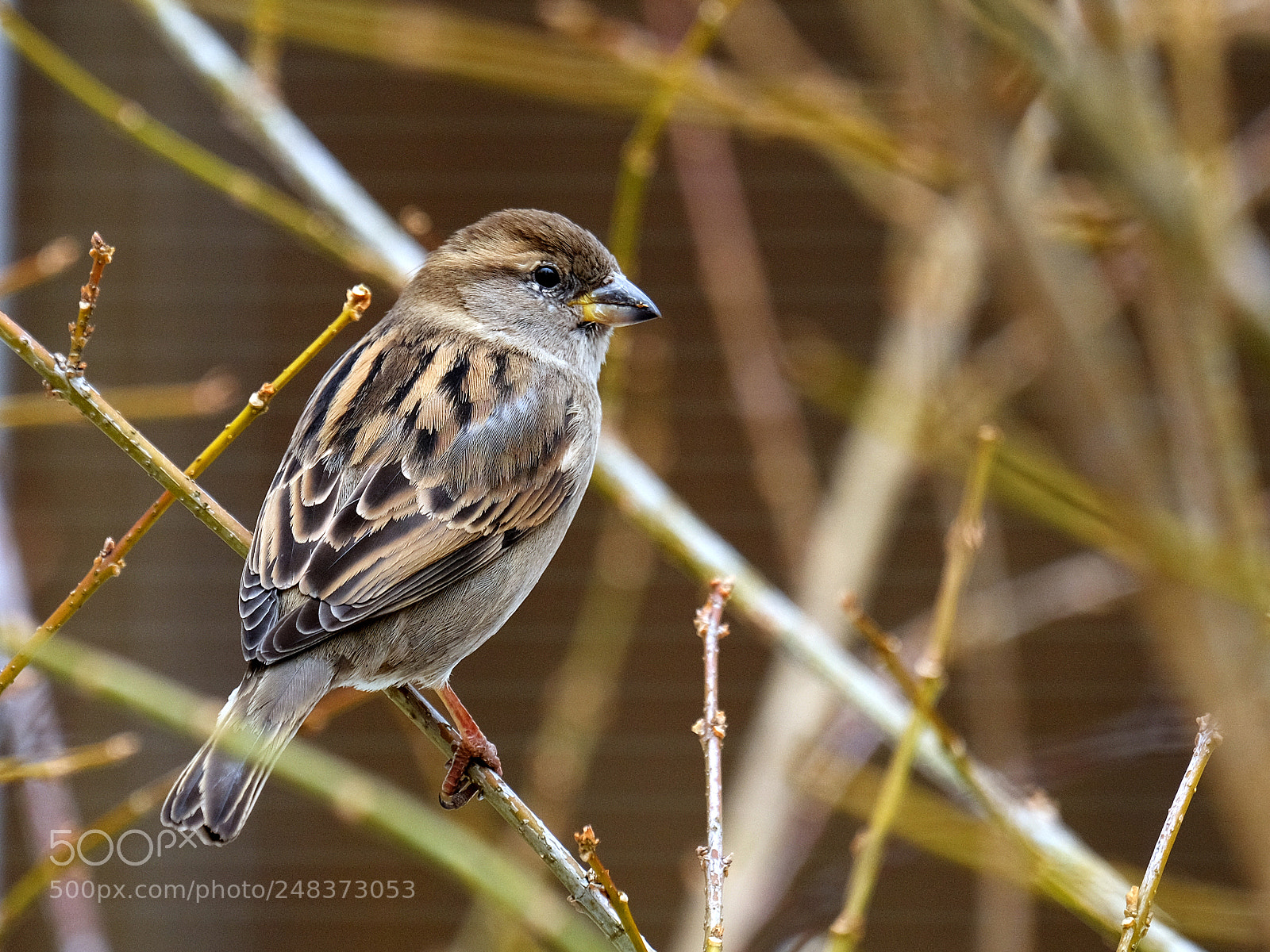 Fujifilm X-T20 sample photo. A sparrow on a photography
