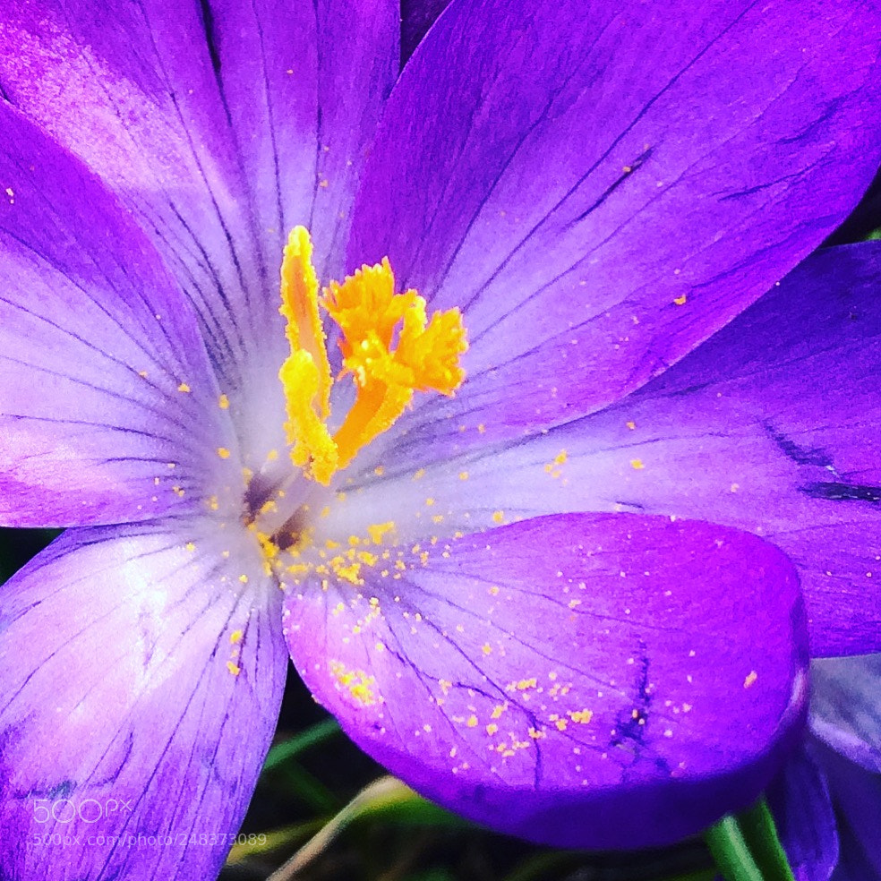 Apple iPhone 5s sample photo. Springtime london? photography